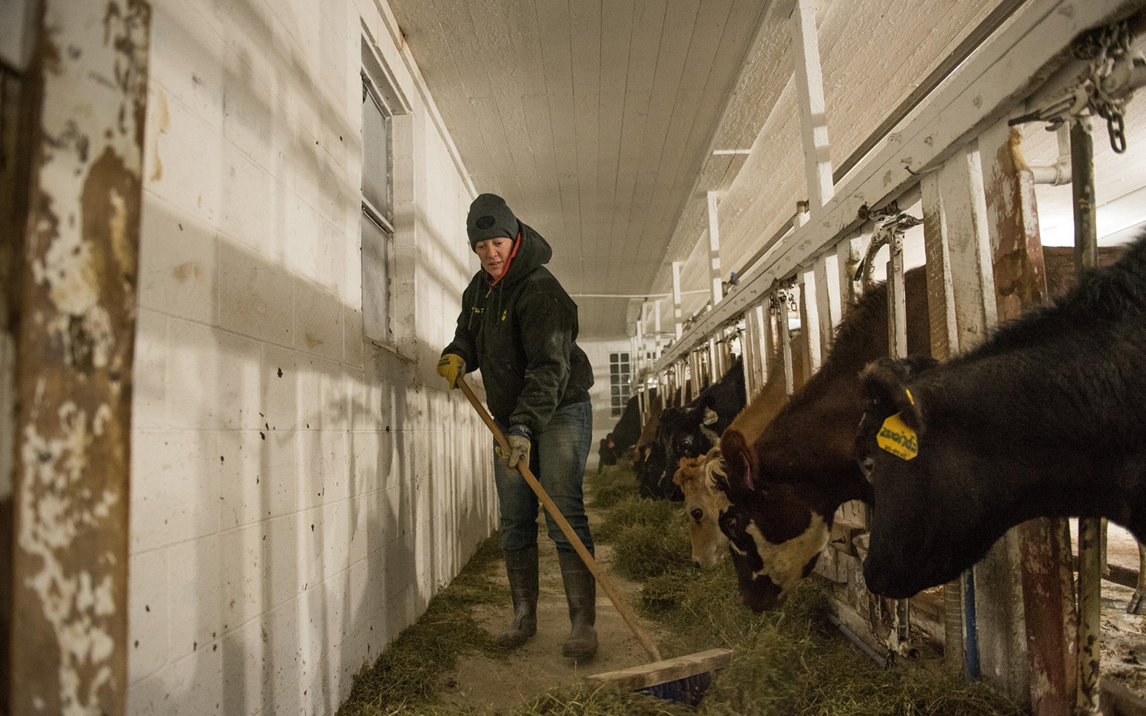 Amy Koenig gives her cows some hay during milking.