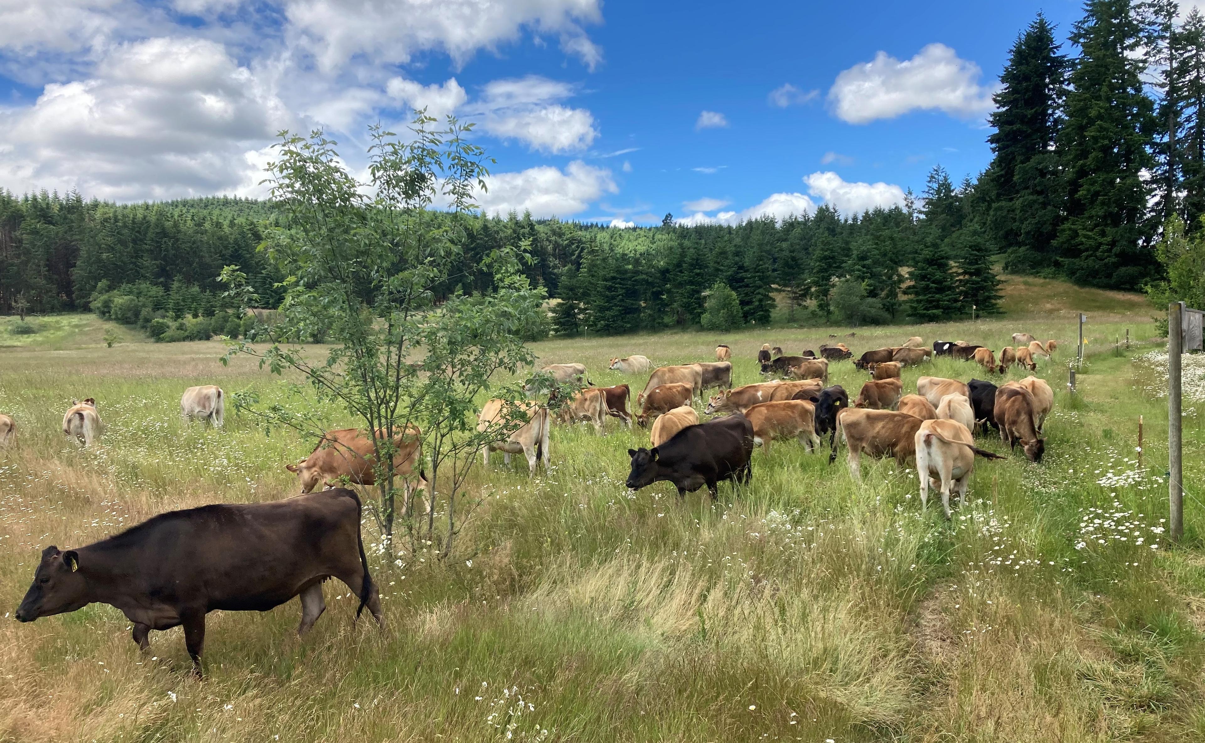 Cows walk on pasture with trees in the background on an organic farm in Oregon.