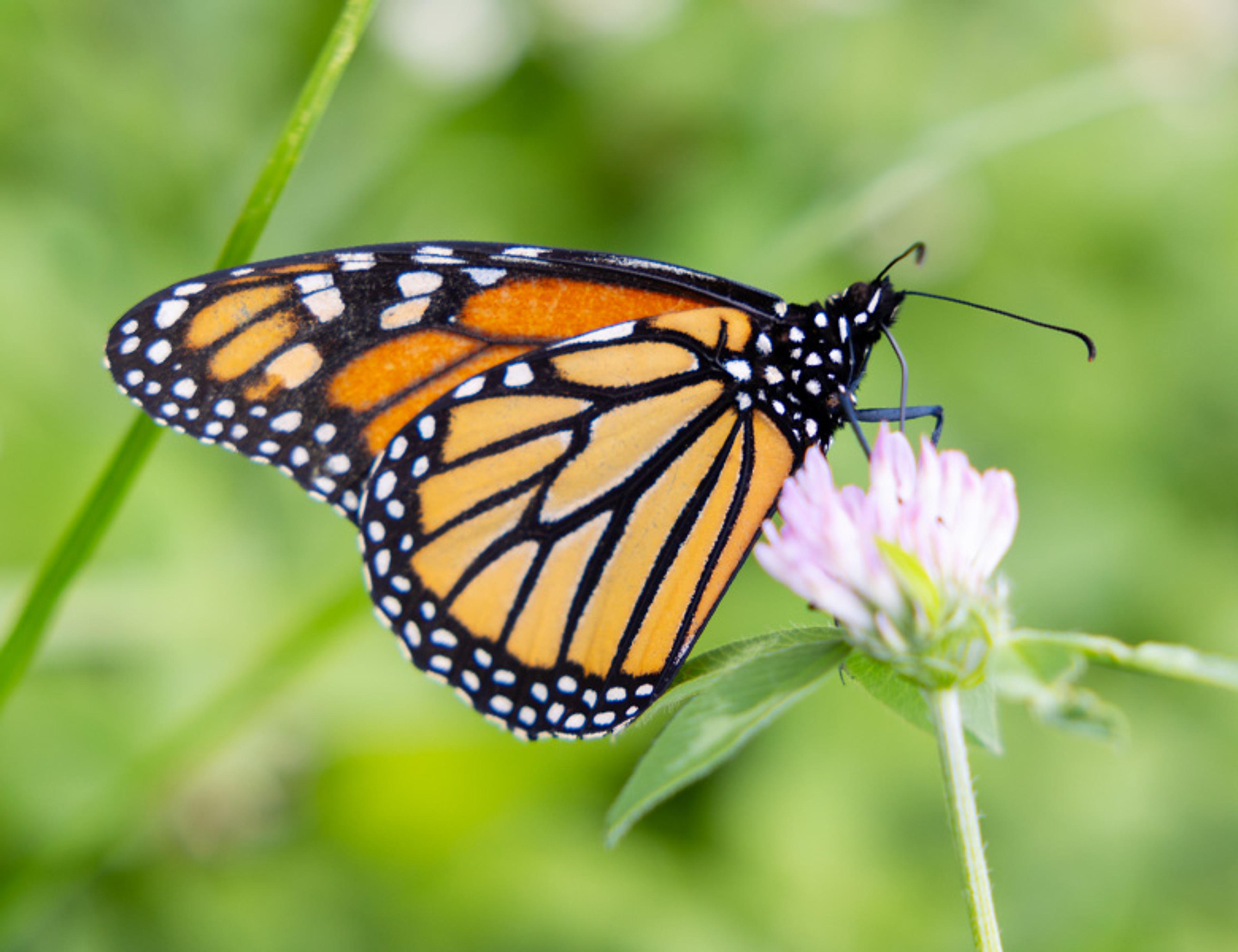 A monarch butterfly on a flower.
