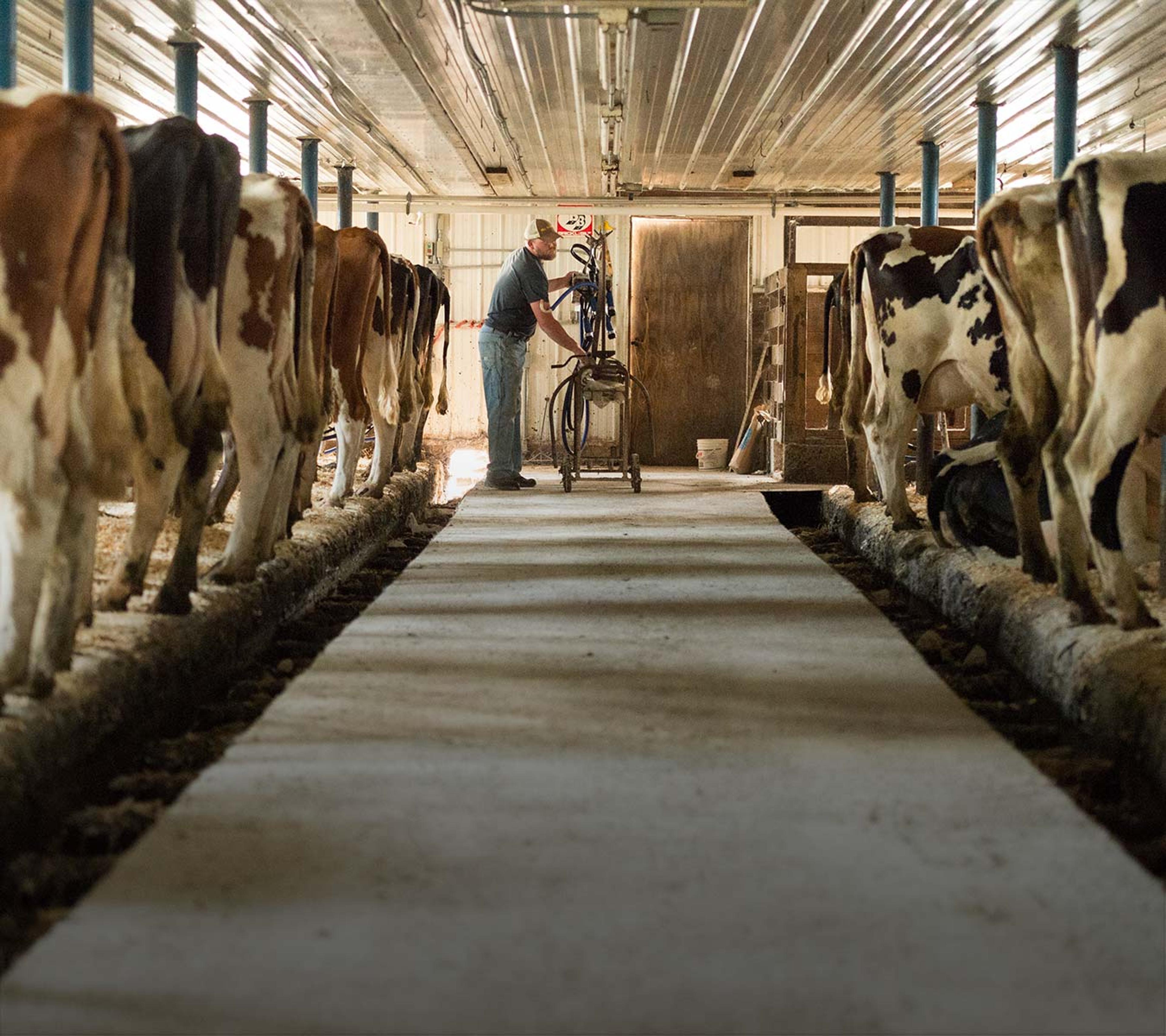 A farmer standing in the barn with his cows during milking time.
