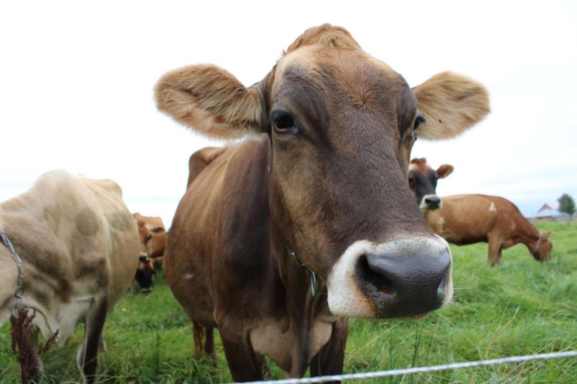 A cow on an organic dairy farm.