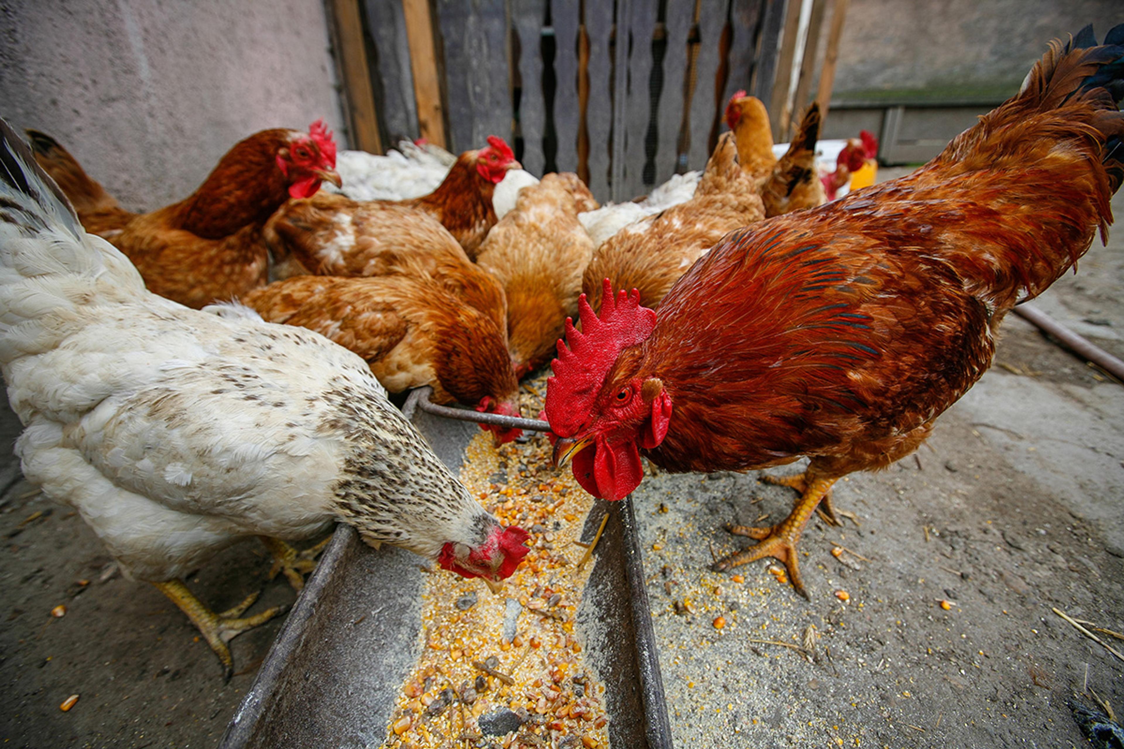 A variety of chicken breeds eating from a trough containing a nutritious feed blend.