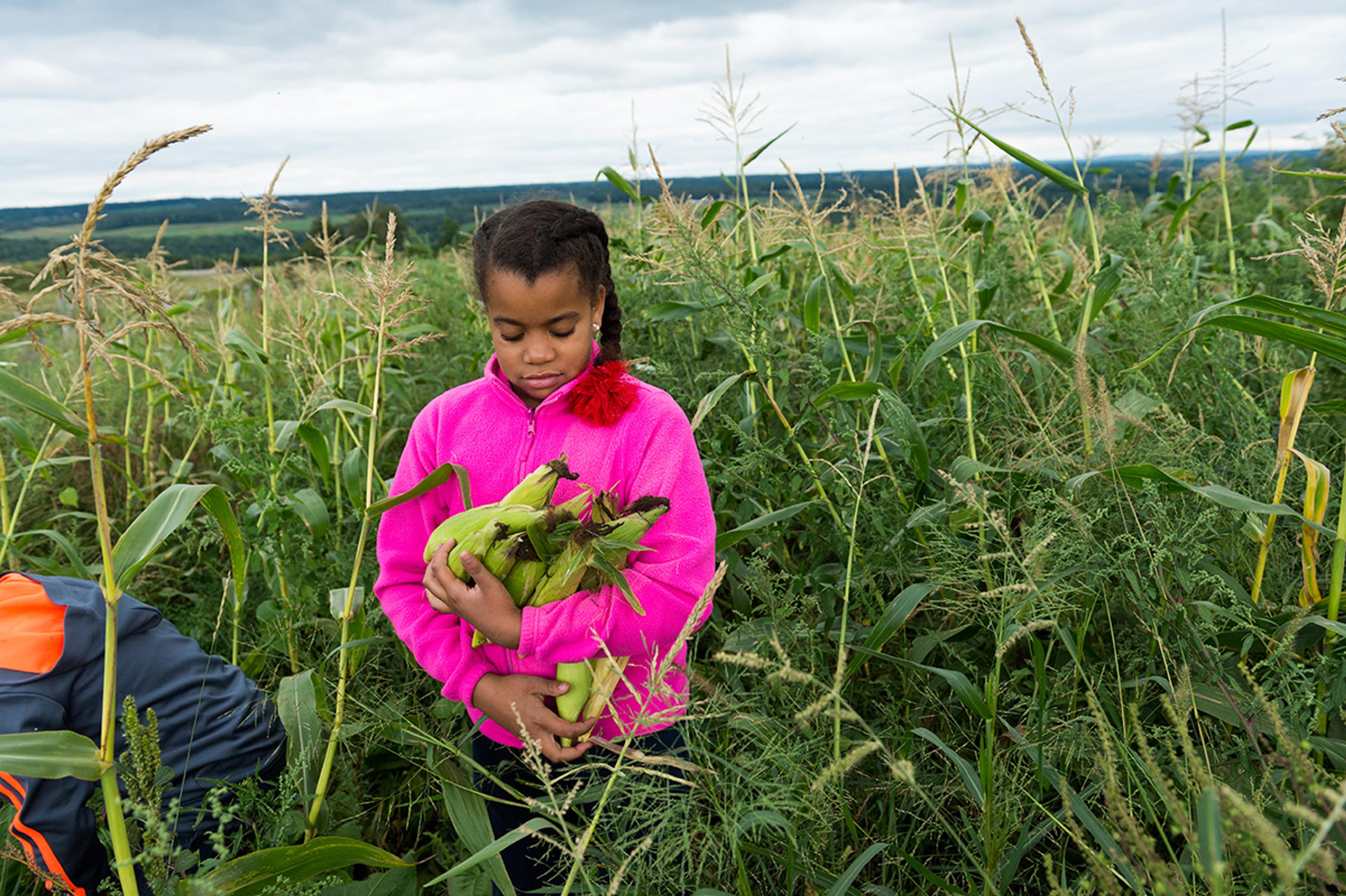 Young girl in a cornfield holds an armful of sweet corn.