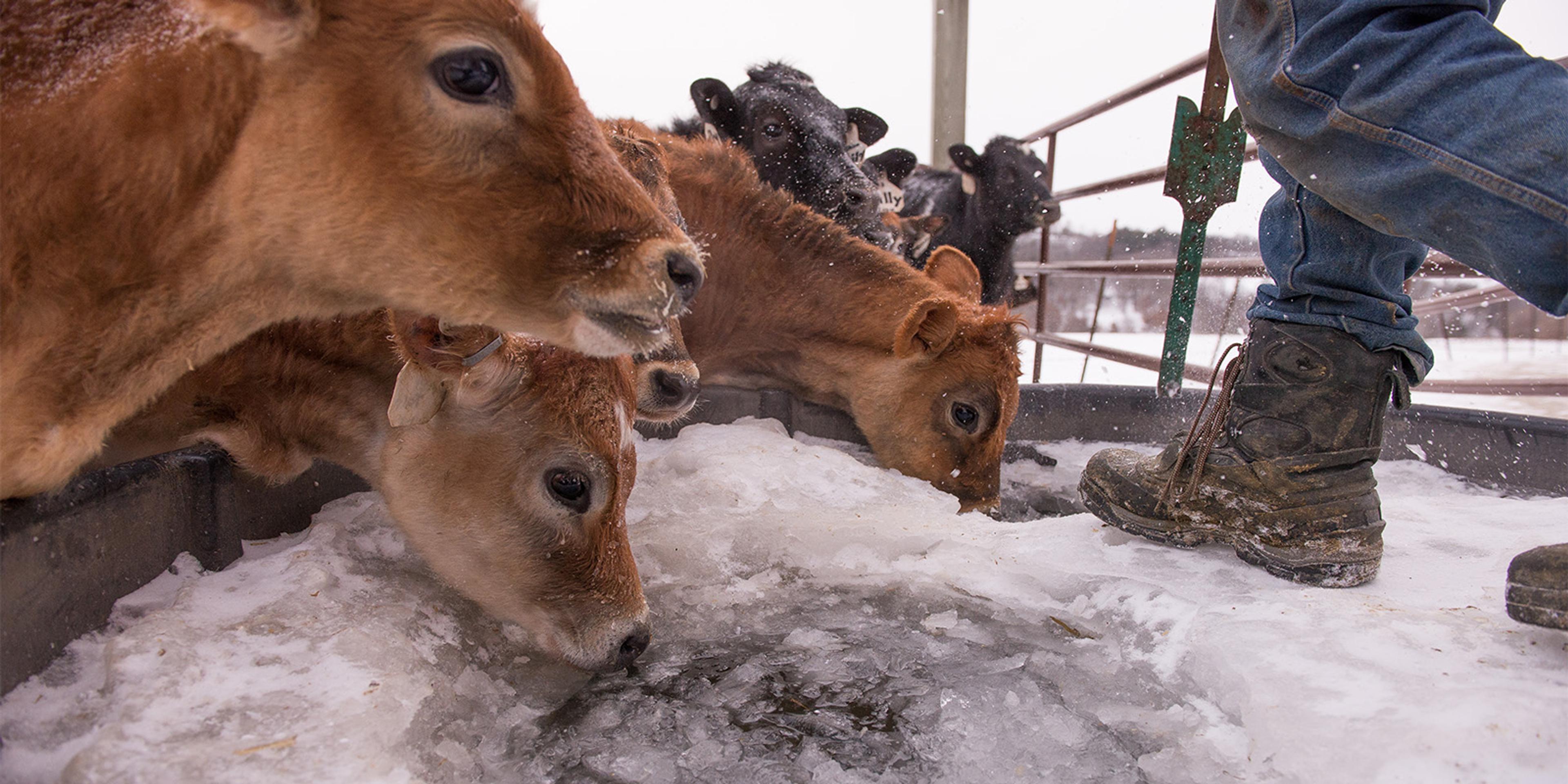 Calves drink water while a farmer chips at ice in a trough.