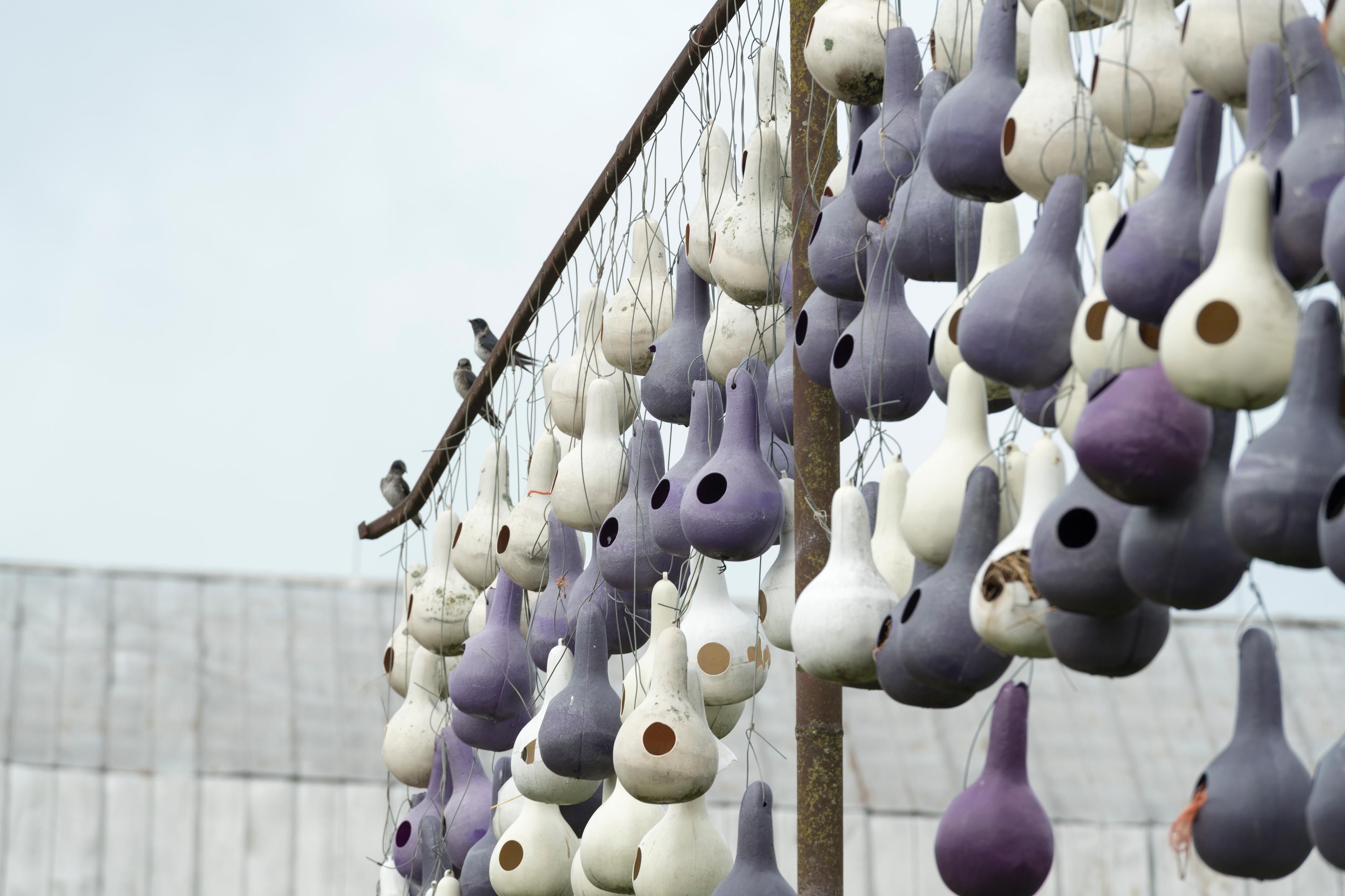Gourds are used for birdhouses at the Lindley farm in North Carolina.