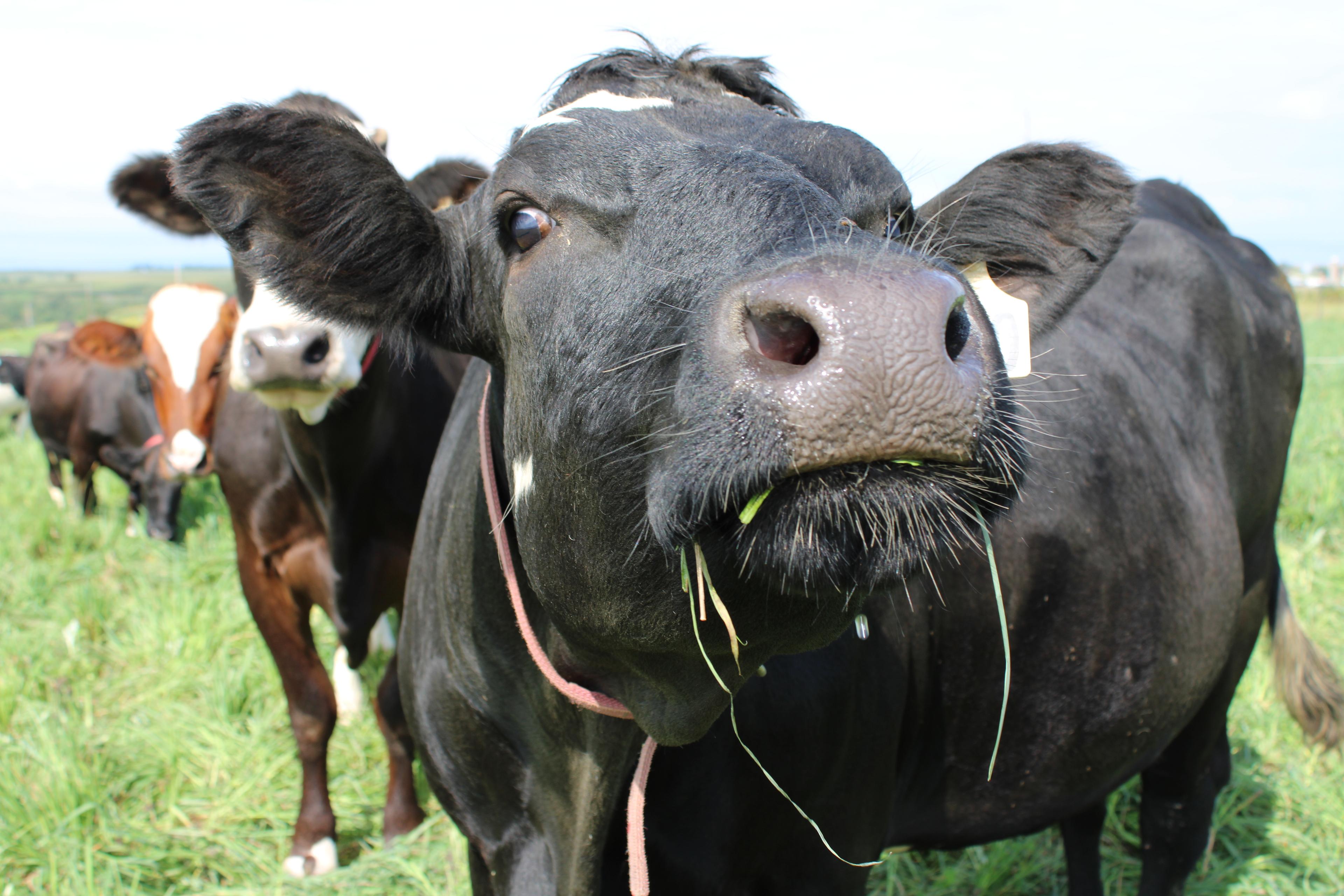 A Holstein cow with grass hanging out of its mouth looks at the camera at an organic dairy farm in southwestern Wisconsin.