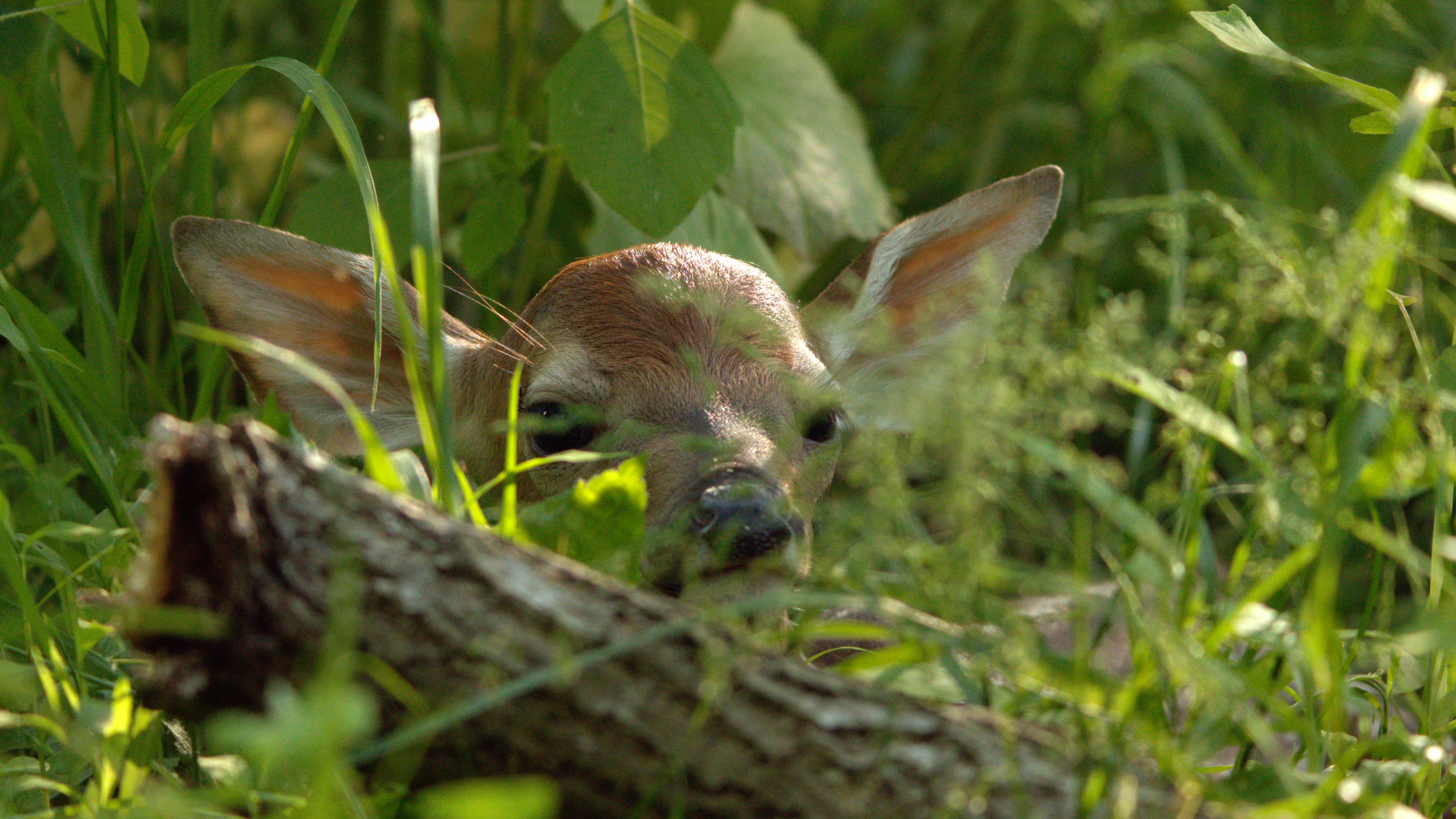 A fawn hides in the grass at an organic farm in Pennsylvania.