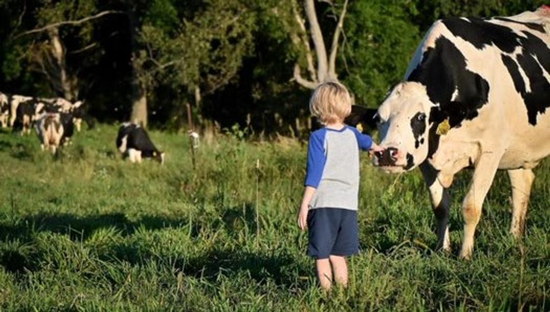 A boy reaches out to a cow while other cows gobble greens pasture at an organic farm in Wisconsin.