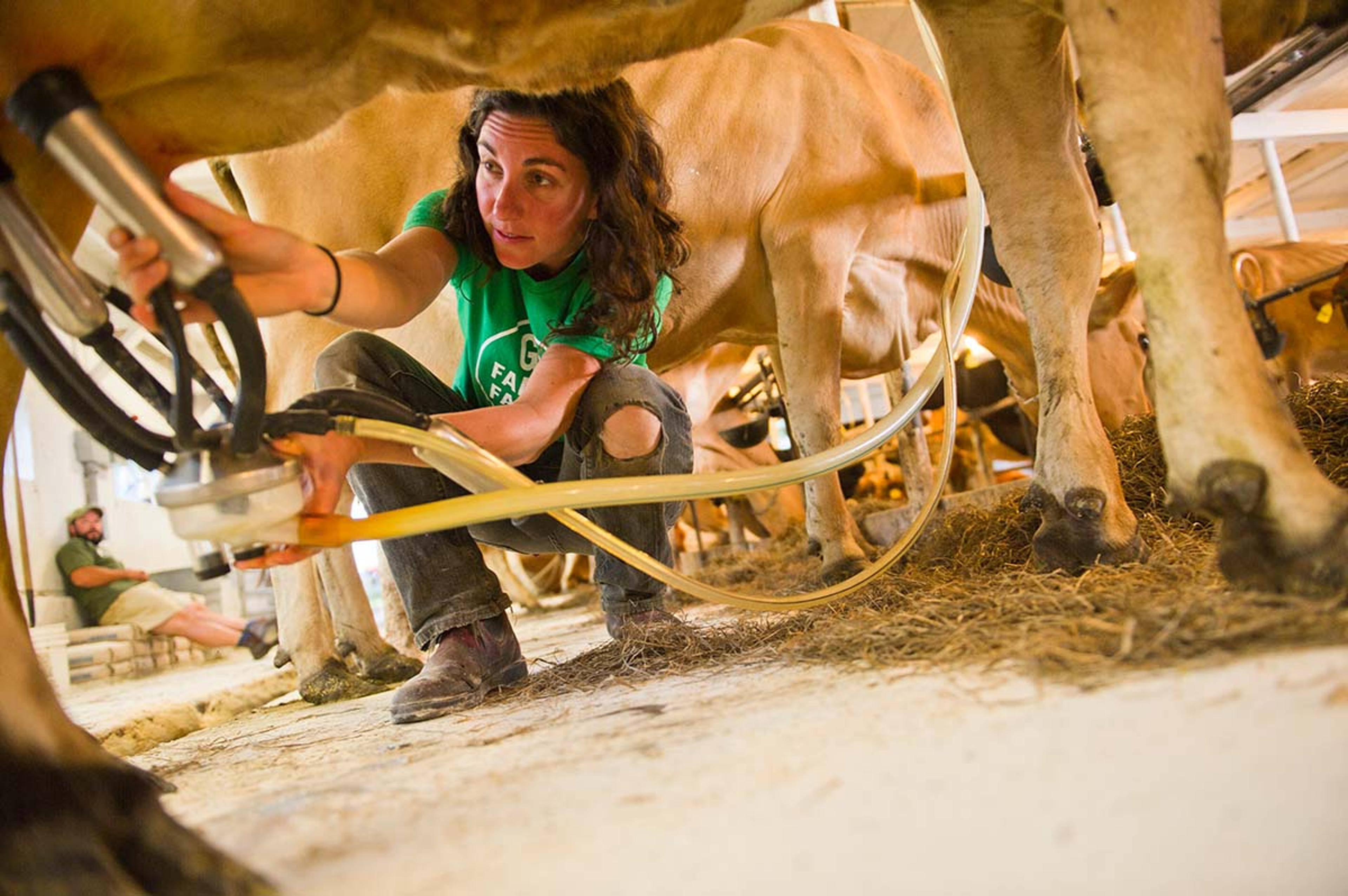 Female farmer, Melanie Webb, prepares a cow for milking in the parlor at their family farm in Vermont.