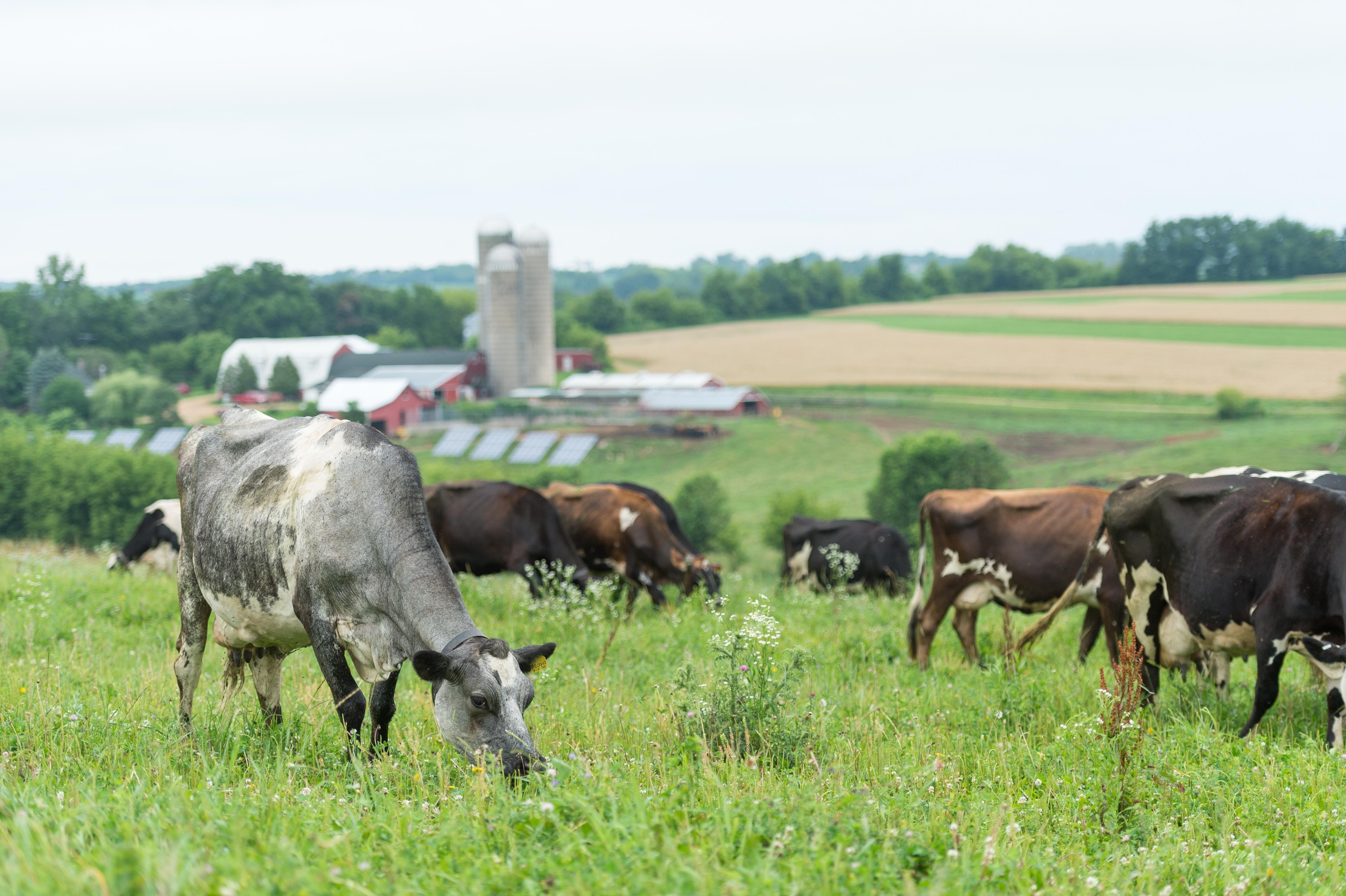 Cows graze on organic pasture in Wisconsin with solar panels in the distance.