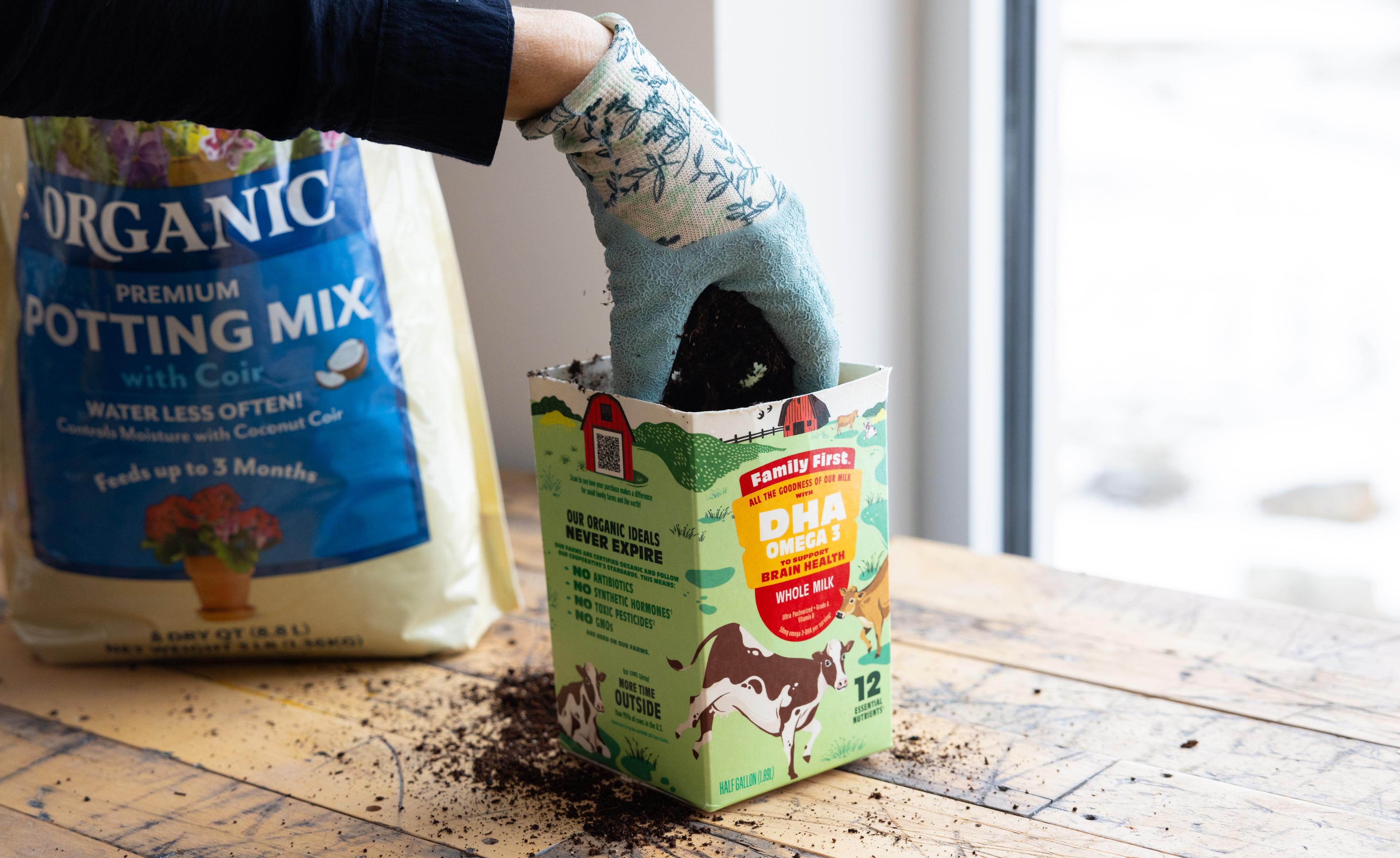 Pour dirt into the Organic Valley container to prep for the seeds.