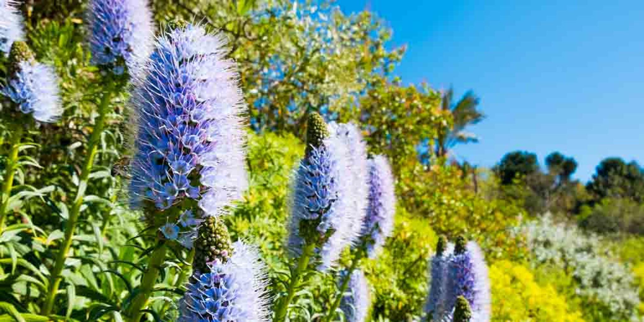 California lilac on a hillside along with numerous other plants 