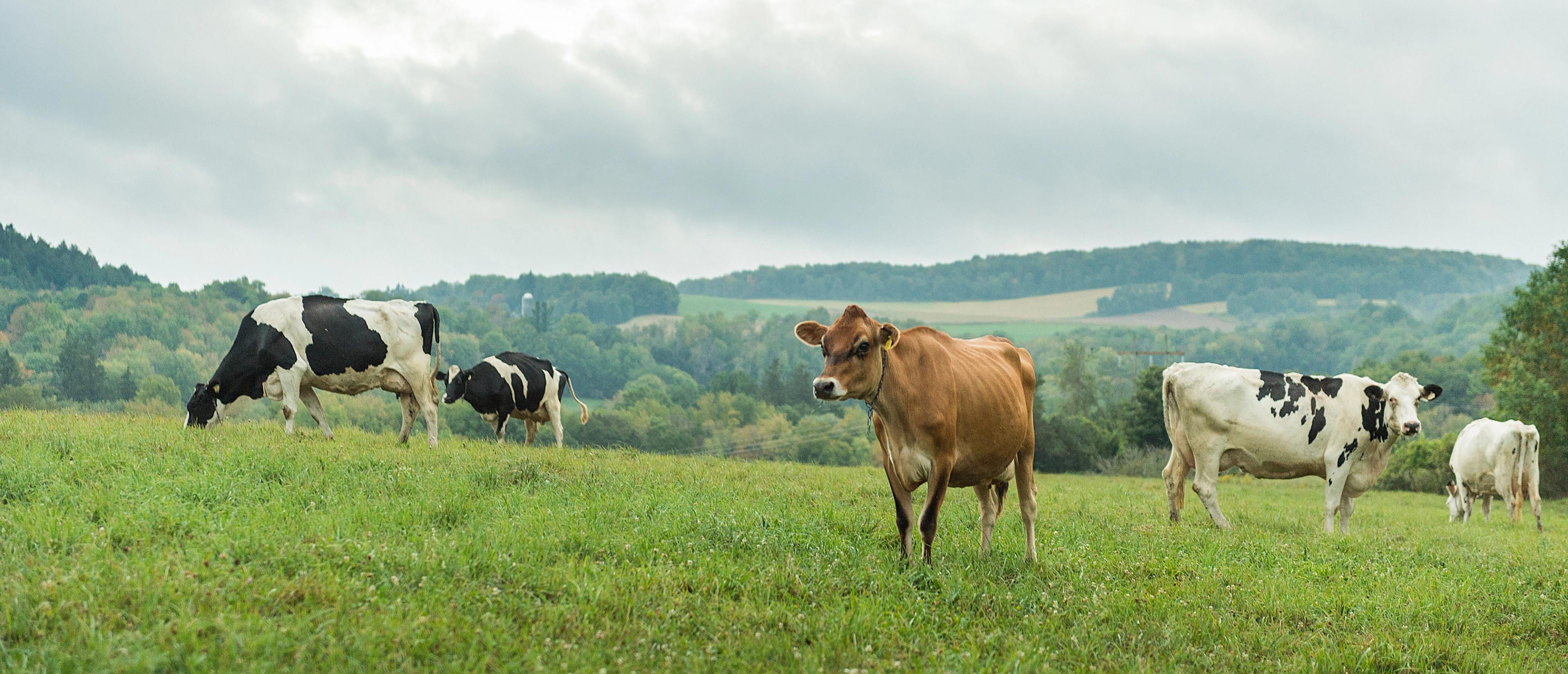 Cows on pasture with hills in the background on a cloudy day.