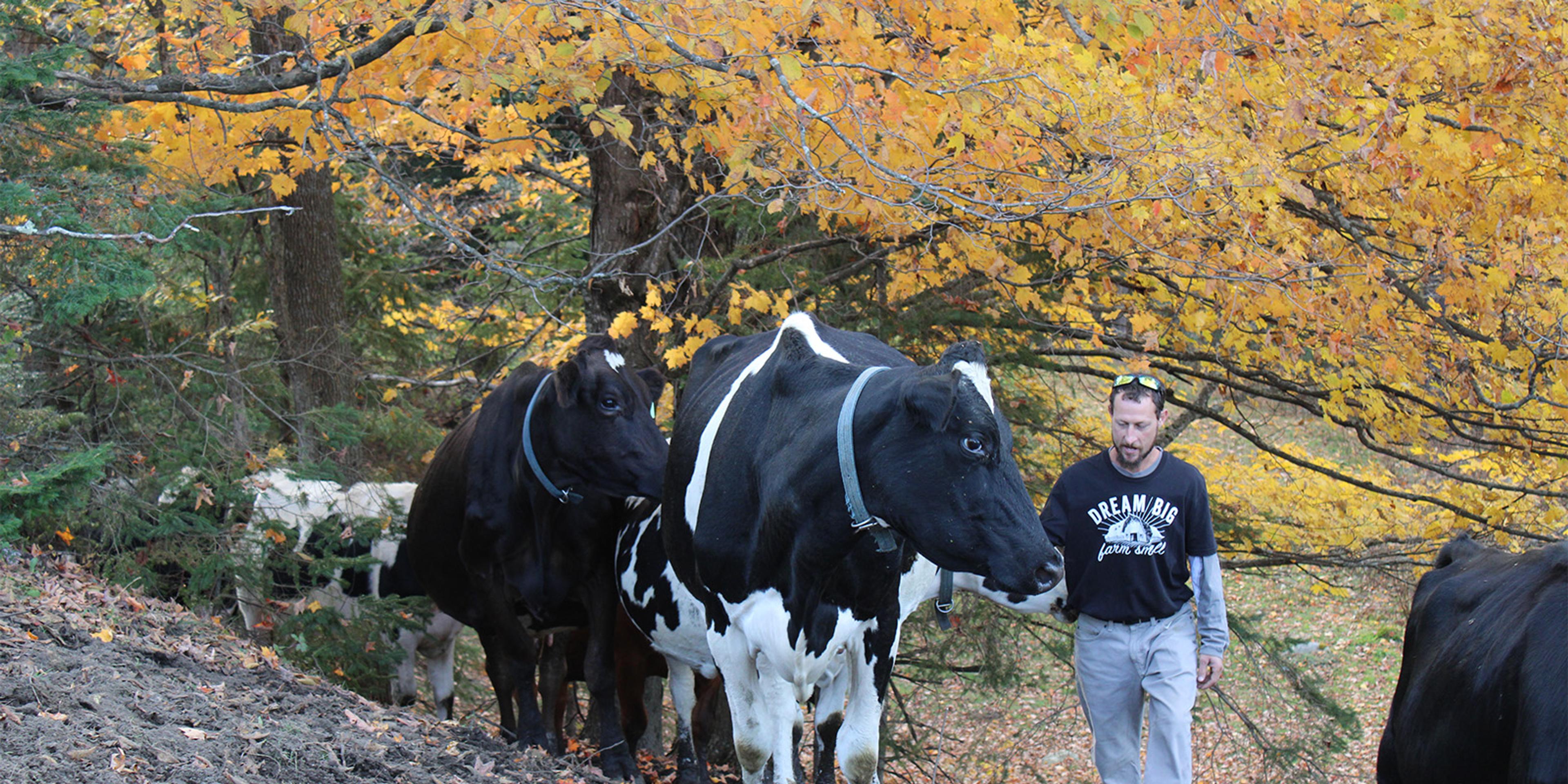 A farmer leads cows up a hill.