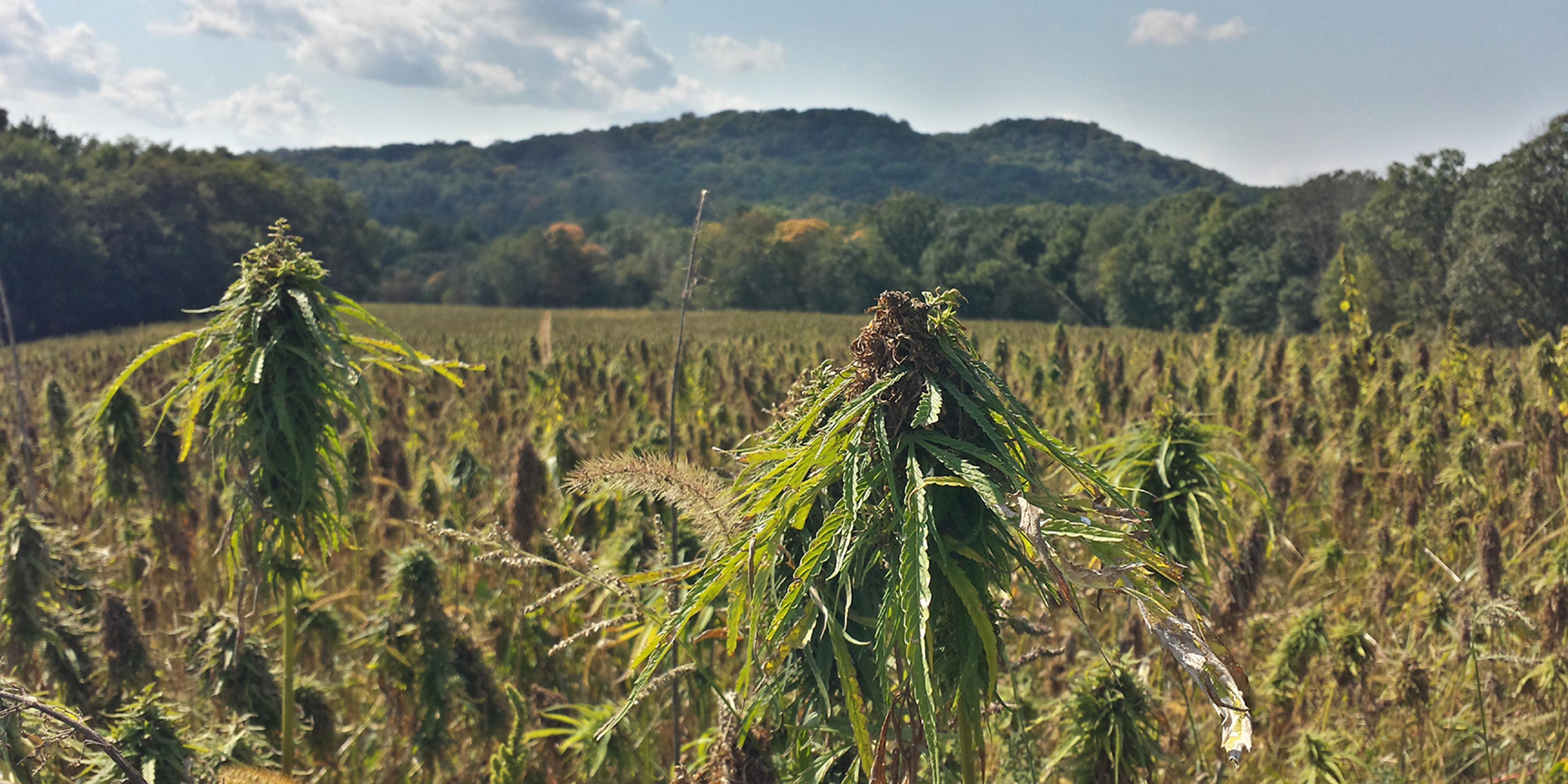 Hemp Field Ready to Harvest.