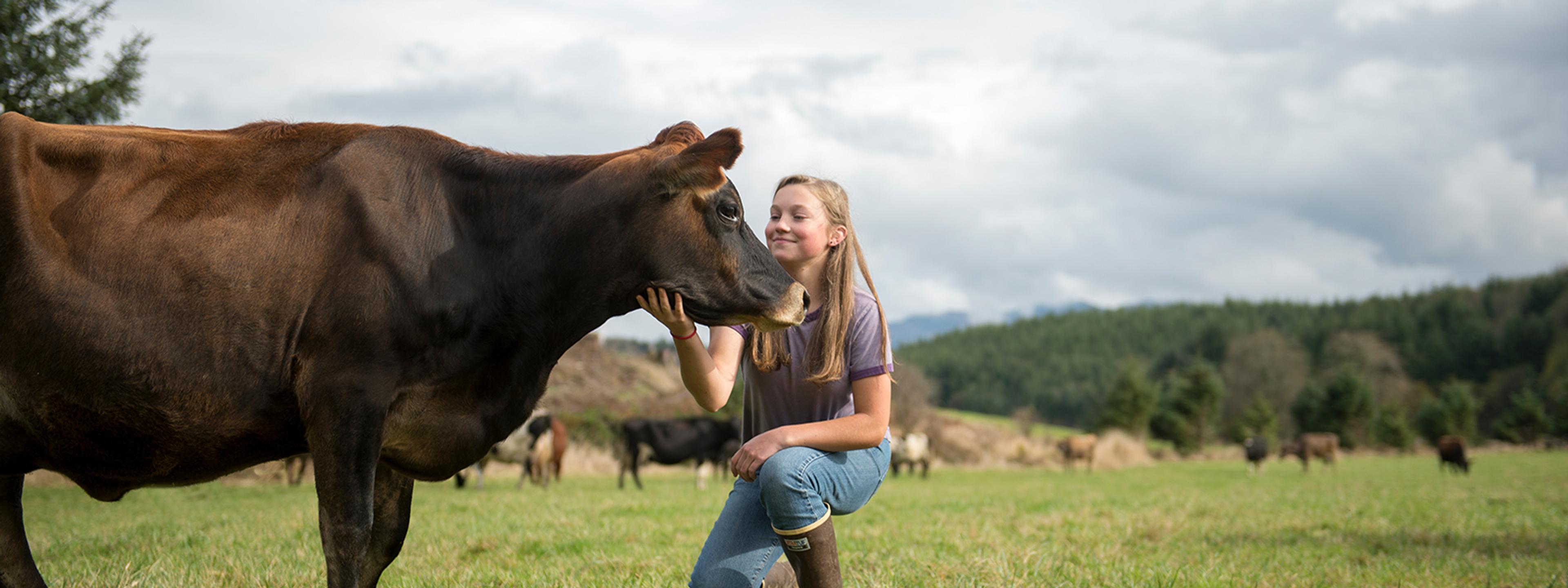 Cows grazing on the Johnston's Organic Valley family farm in Oregon