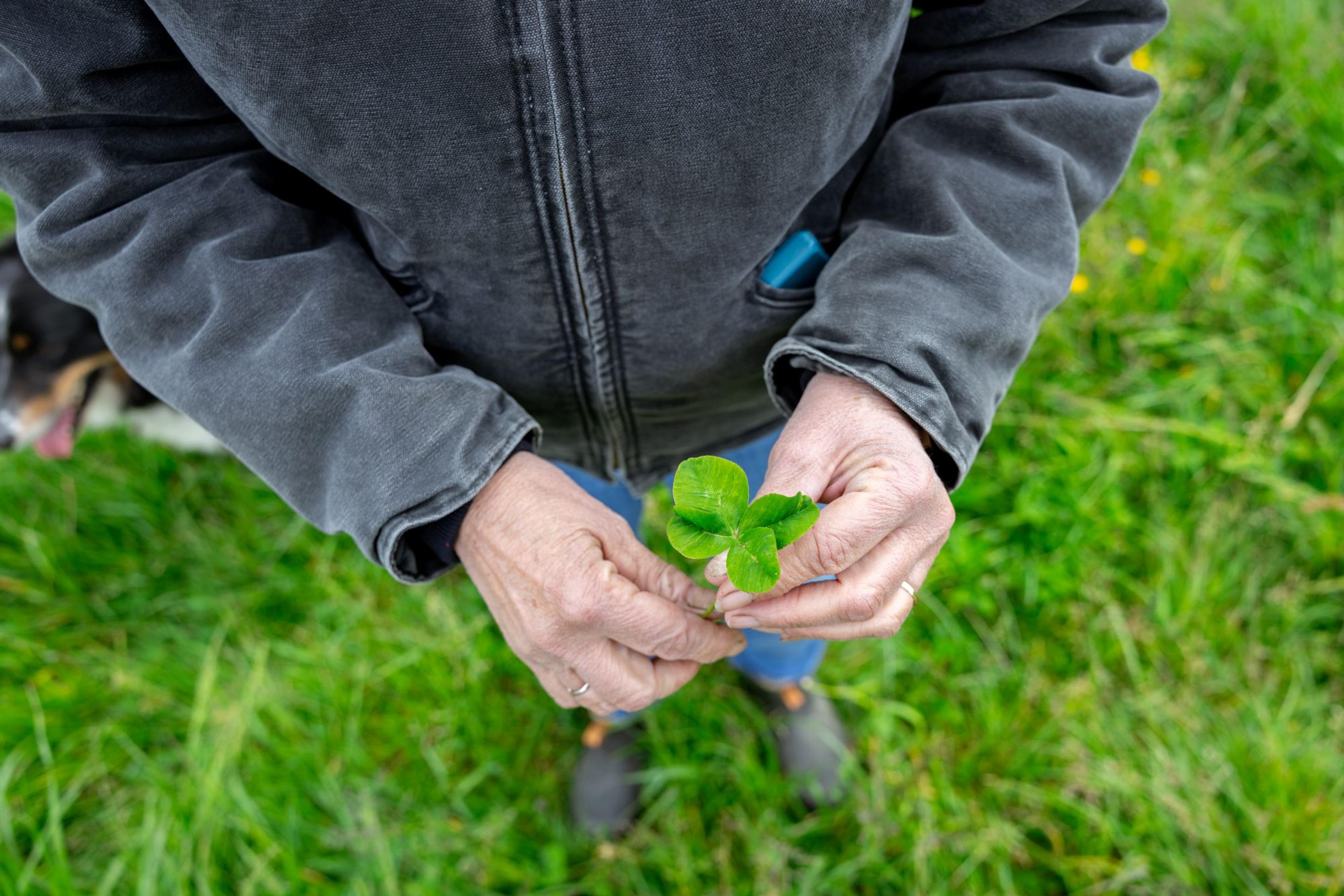 A woman holds a clover at her farm in California.