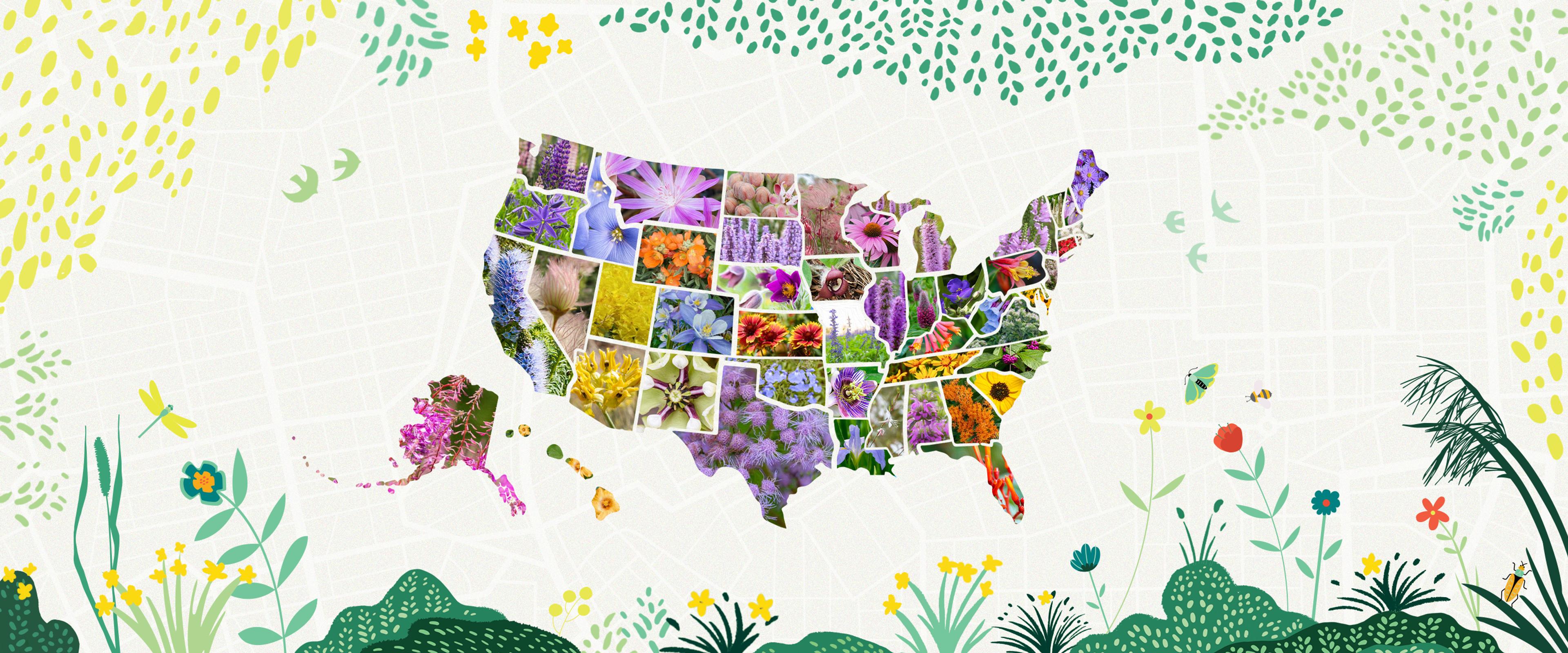 A graphic showing the United States with a flower in each one.