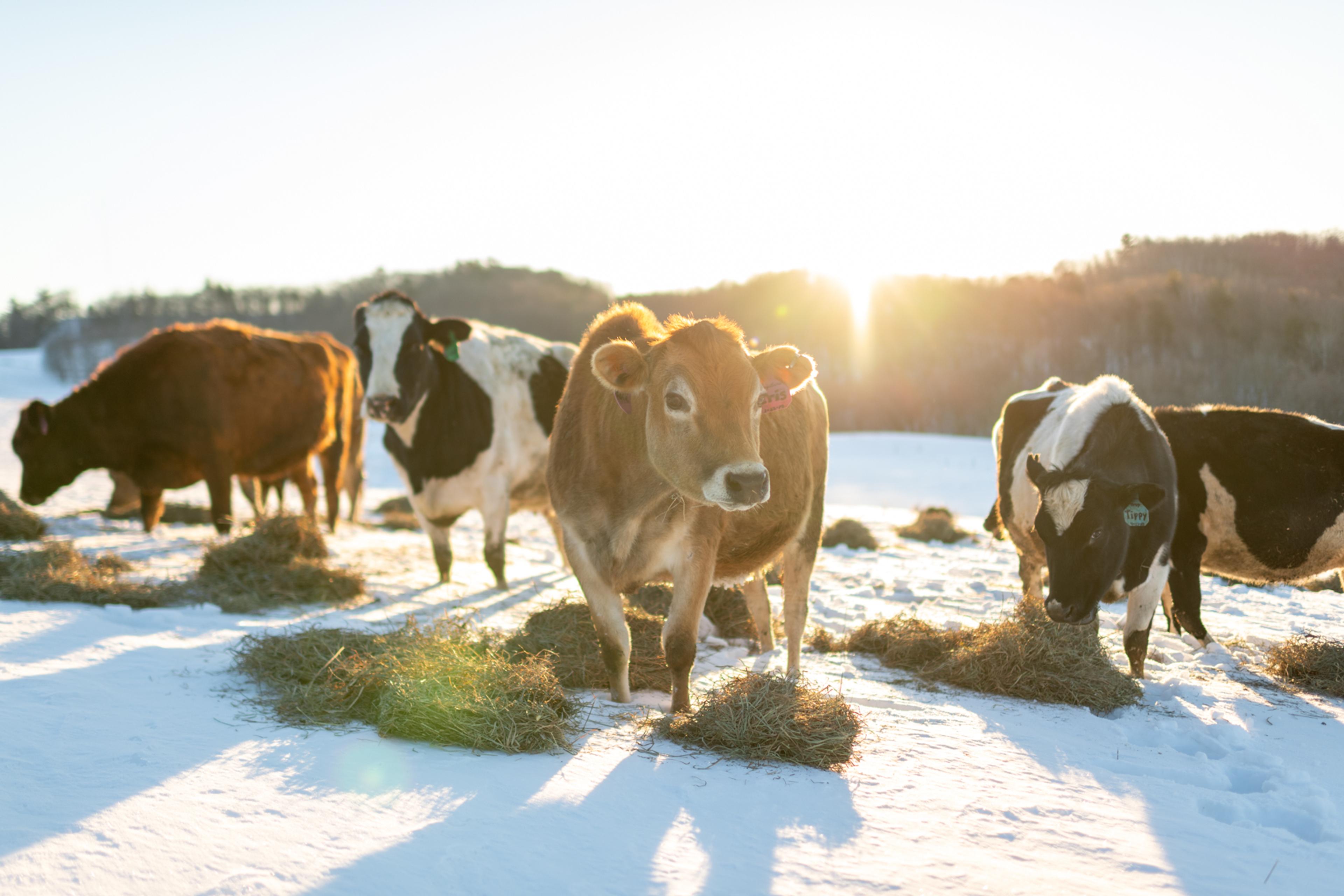 Cows eat piles of dried hay out on a snowy pasture on a sunny day.