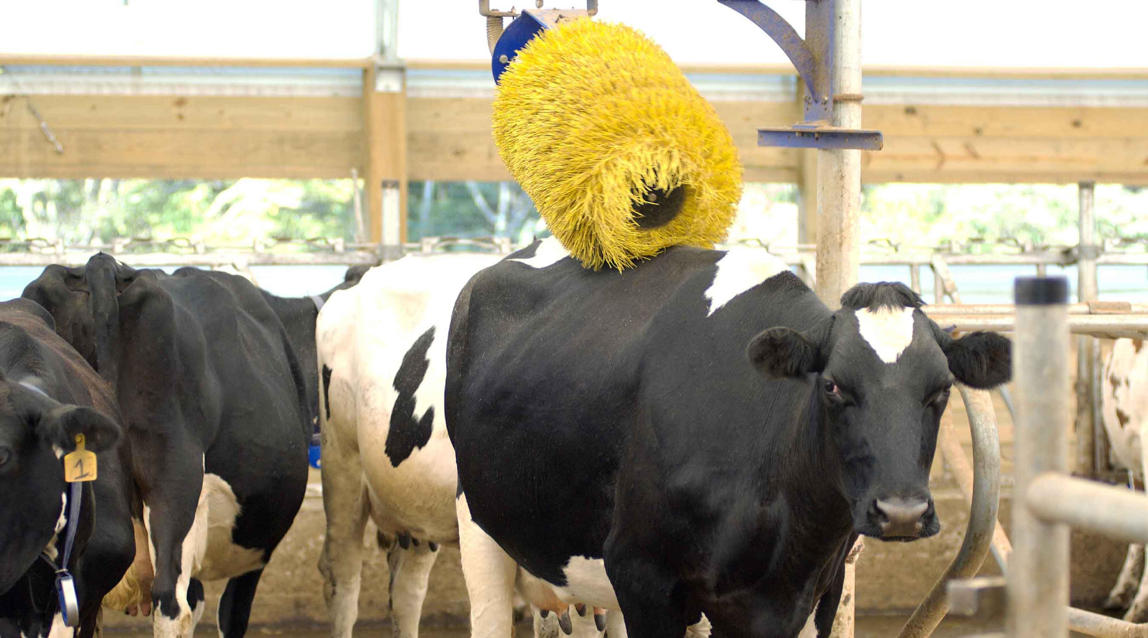 A cow rubs against an automatic brush.