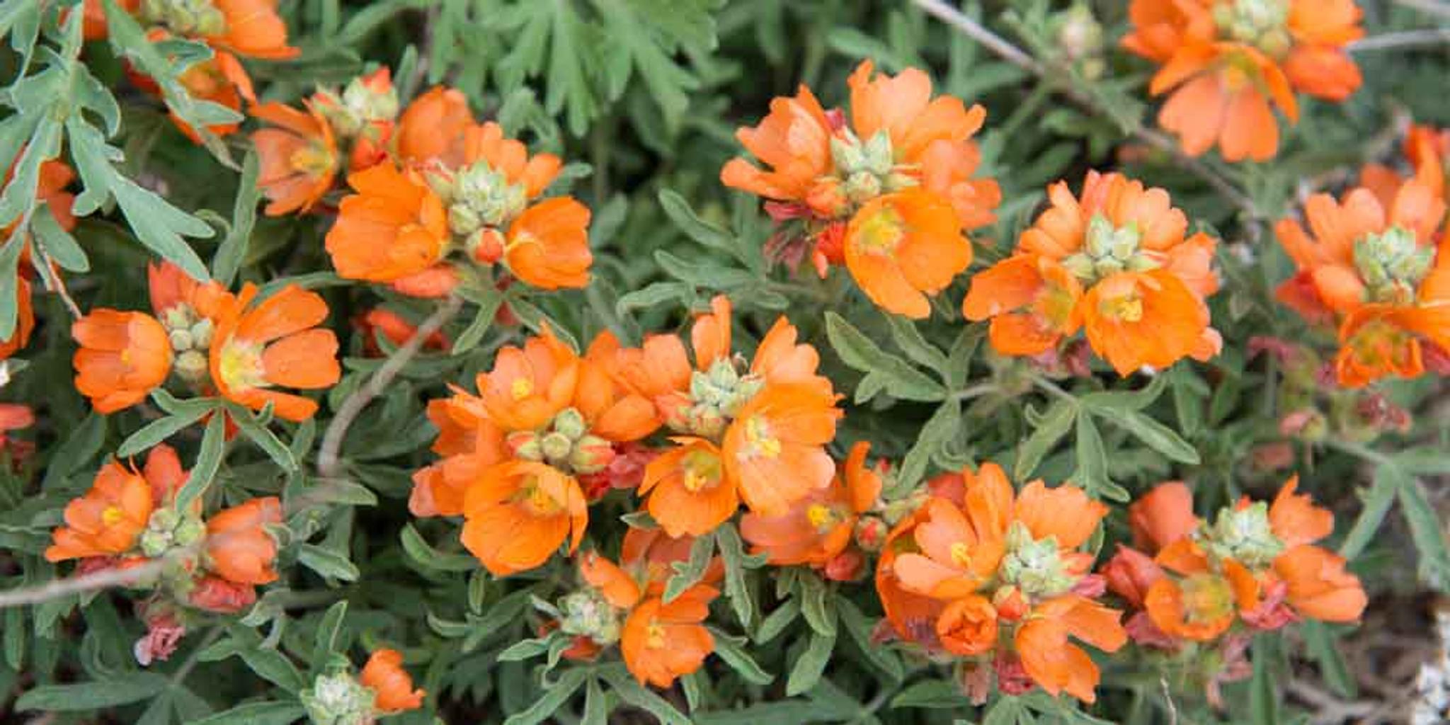 Scarlet globemallows bloom. 