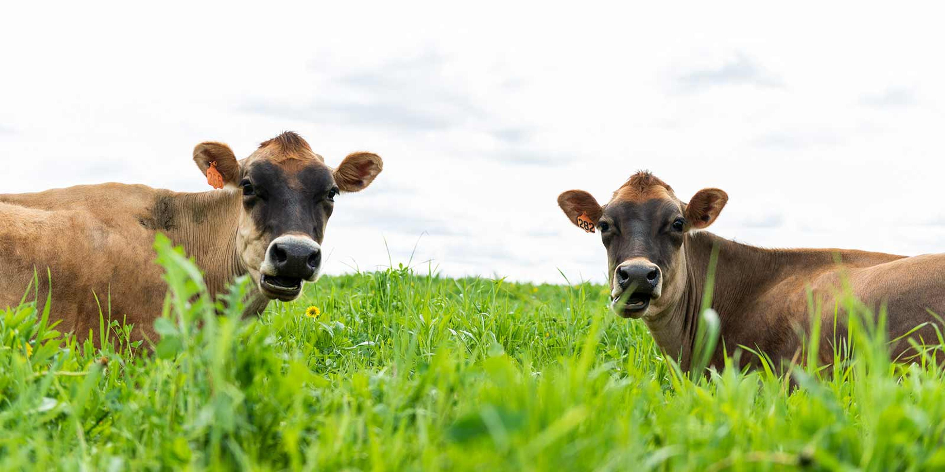 Two cows enjoy grazing on grass in the pasture.
