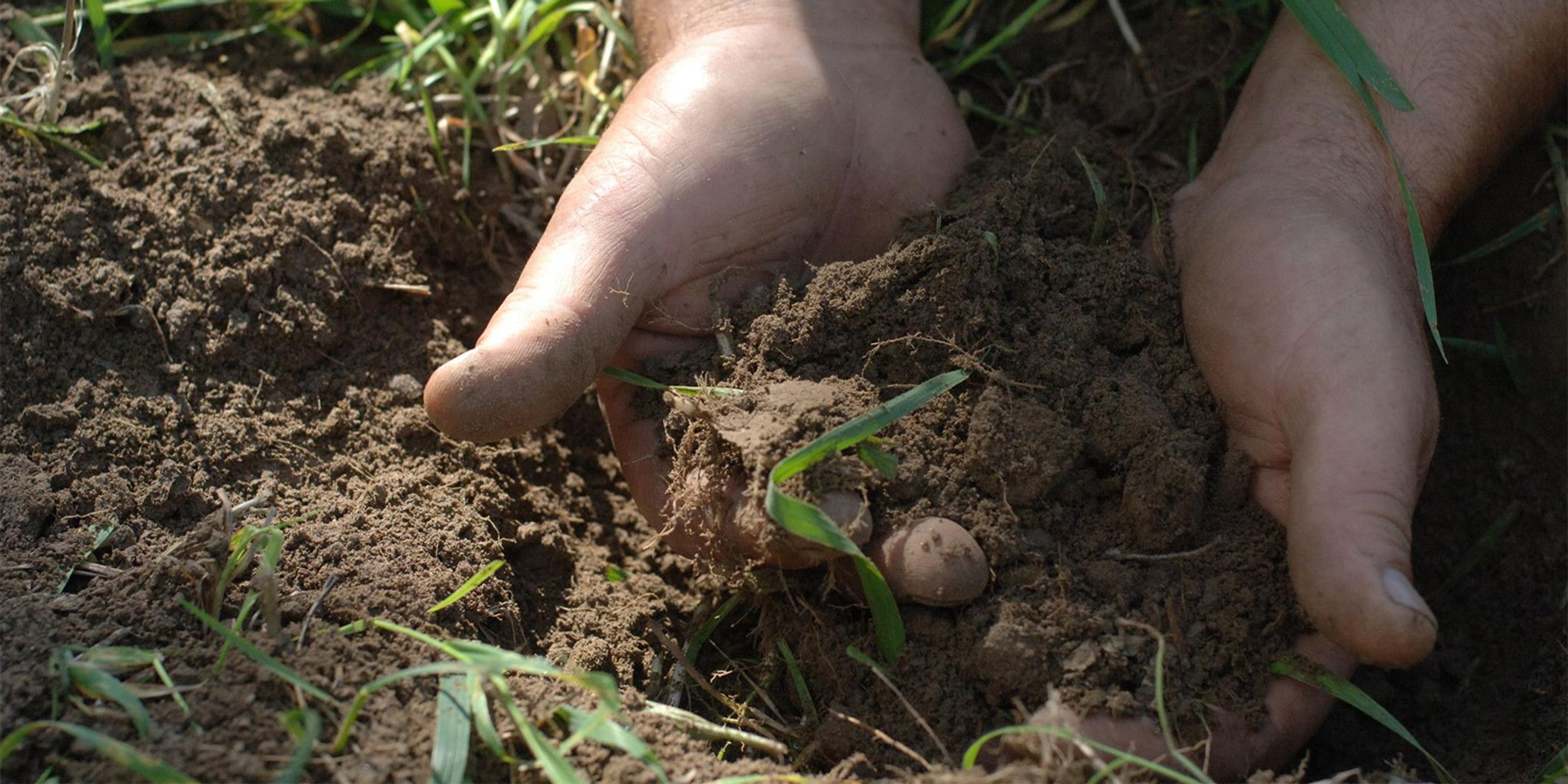 A man holds soil in both hands.