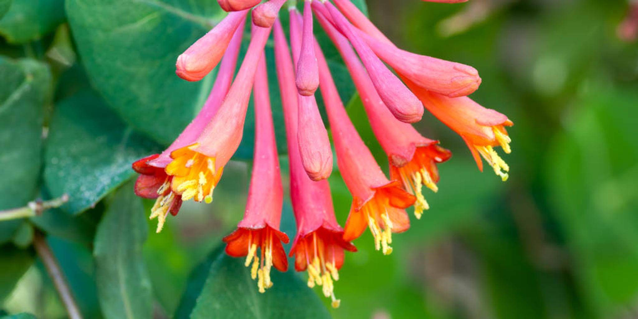 Trumpet honeysuckle plants