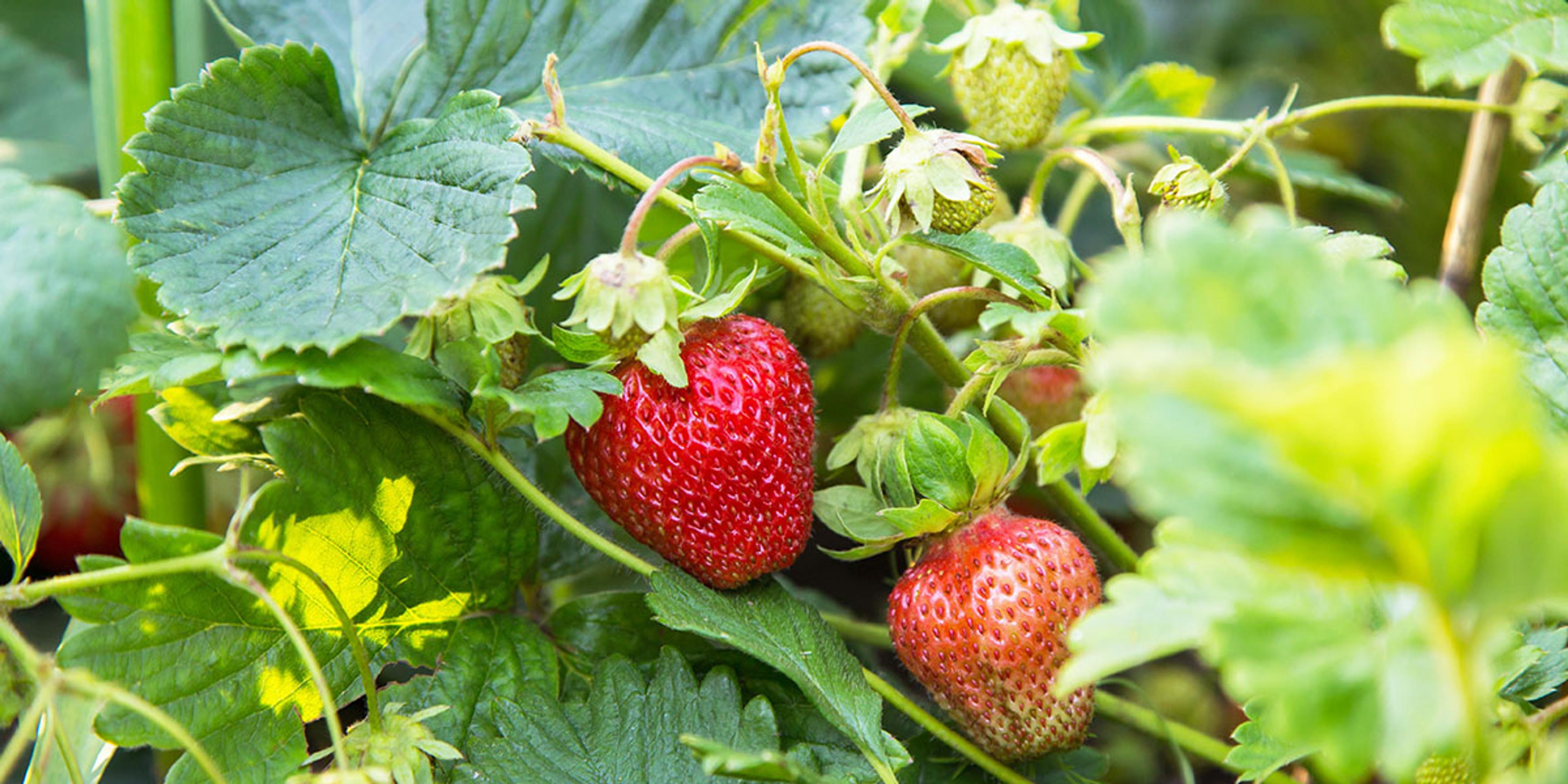 Fresh strawberries in a field.