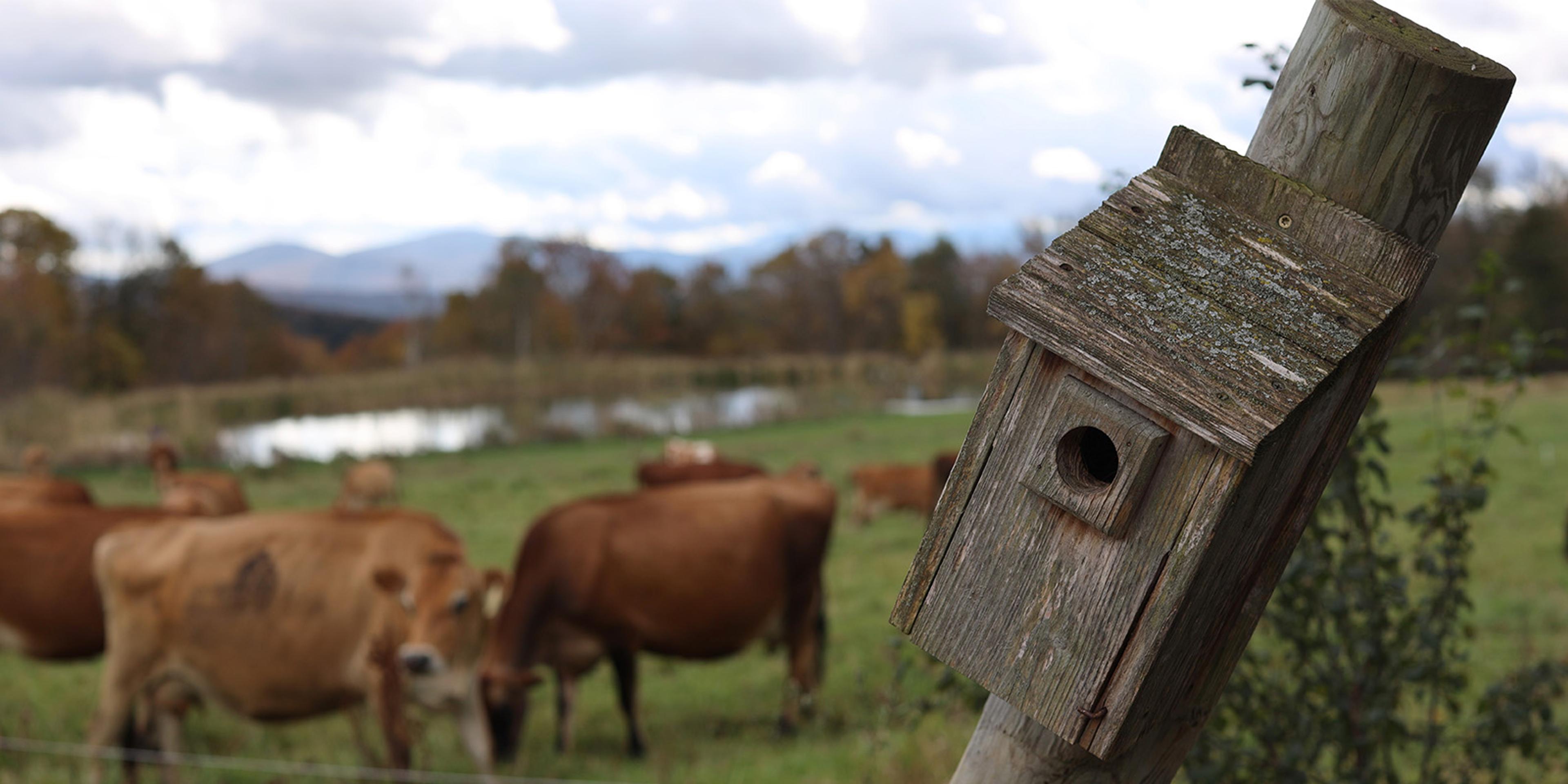 A bluebird box on a pole with cows on pasture in Vermont.