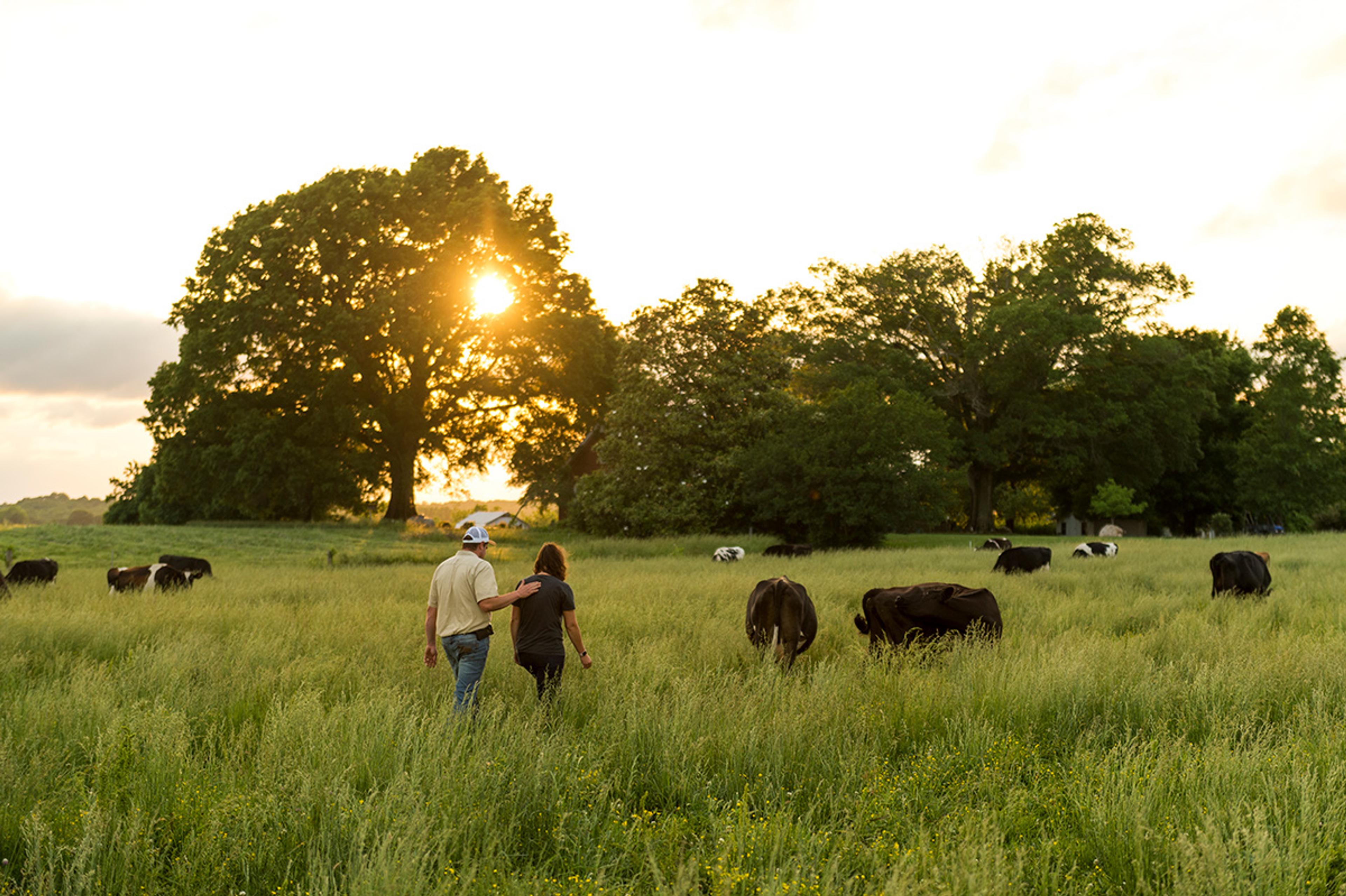 Couple walks through pastures of organic farm at dusk.