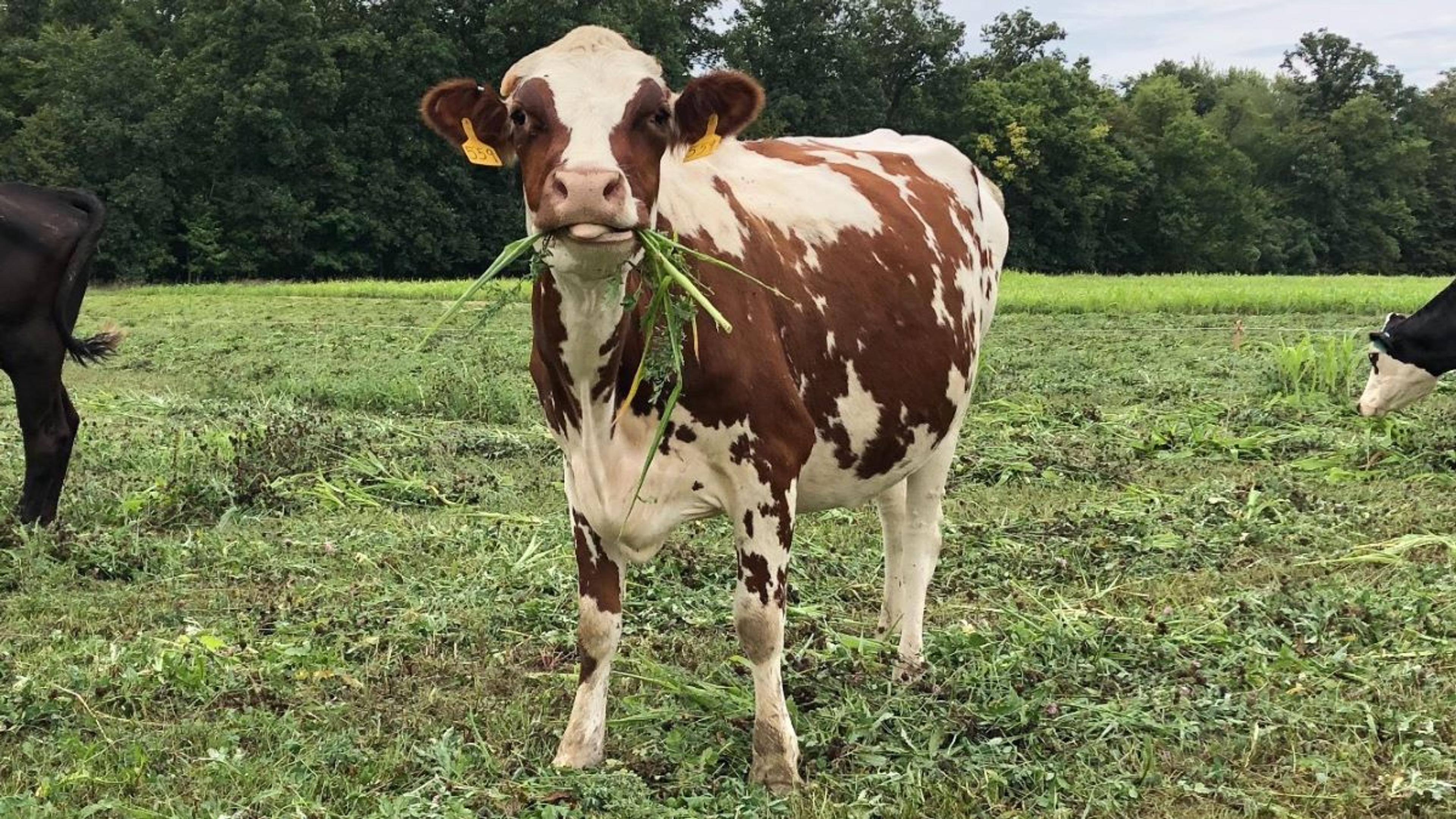 A cow munches on greens at the Settlage farm in Ohio.