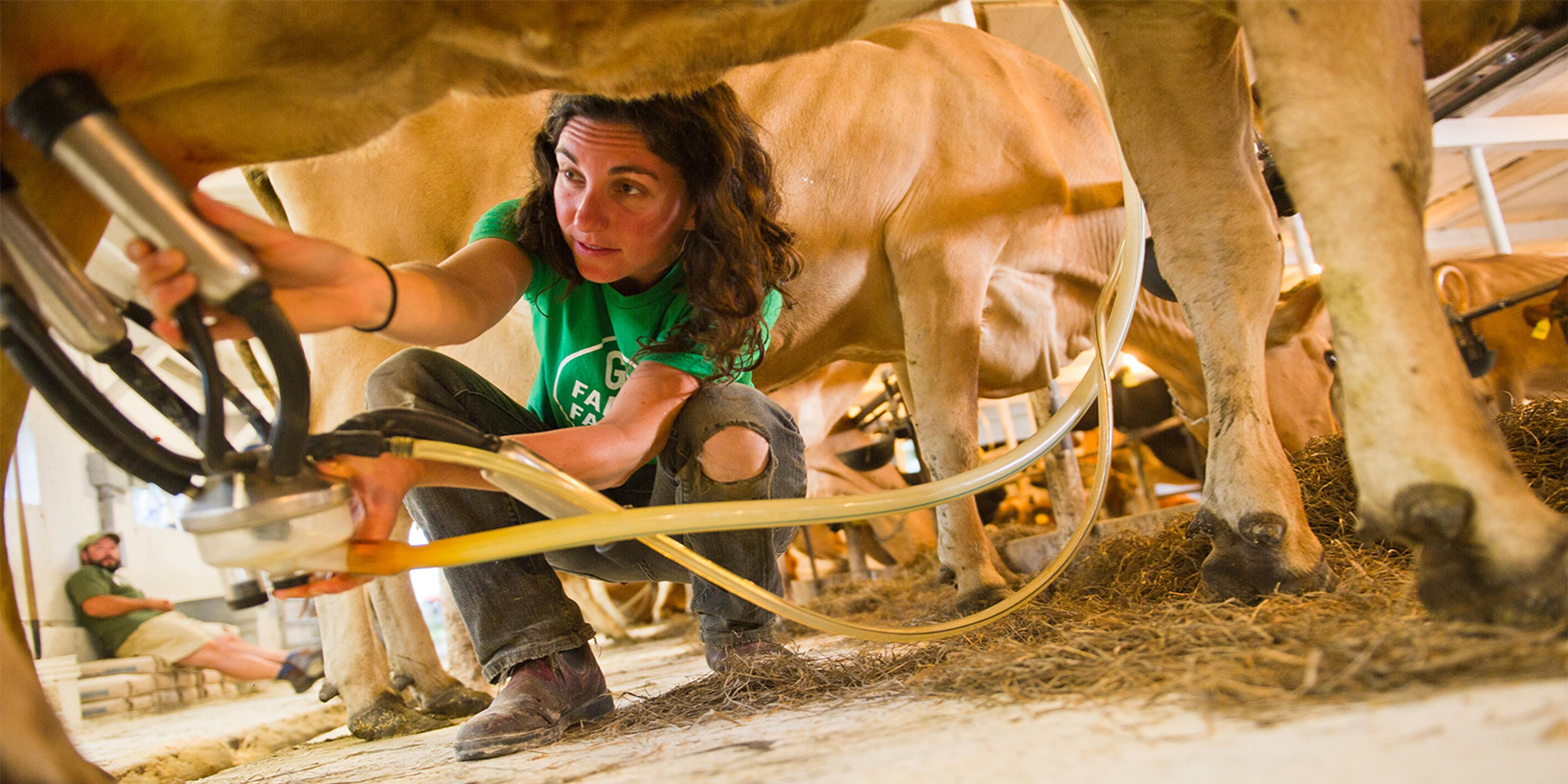 Melanie Webb attaches milk suction devices to a cow on her organic farm in Vermont.