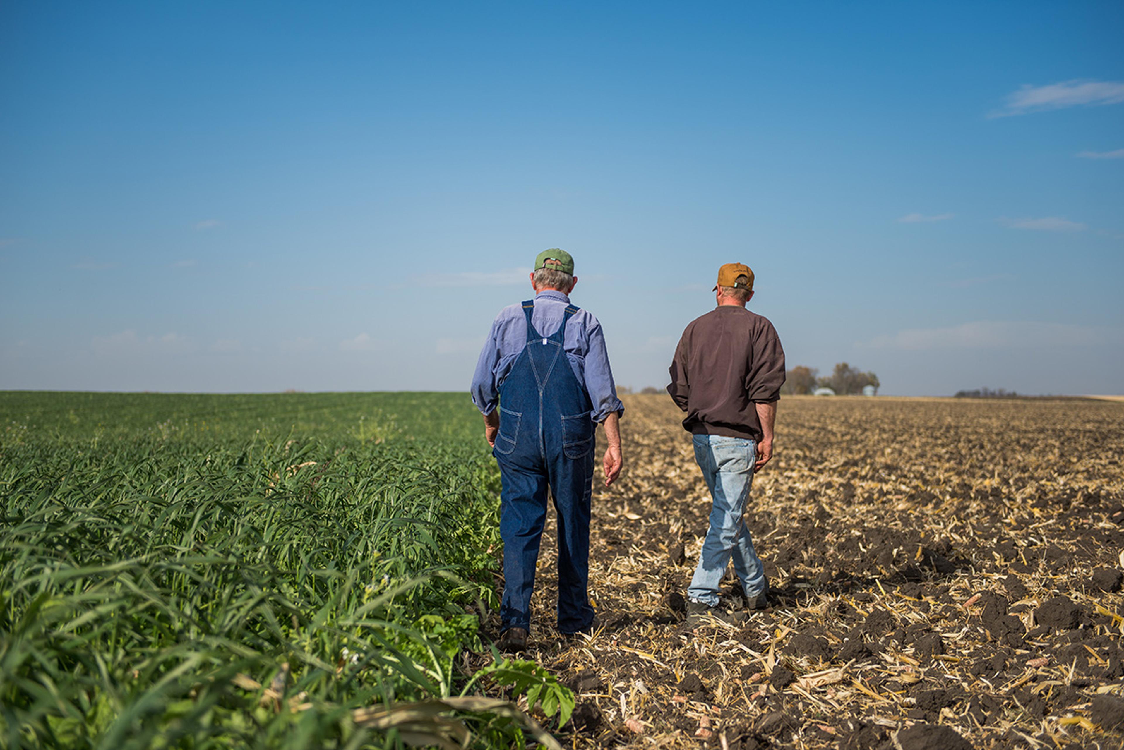 Two men walk in a field where half has been tilled and half is growing a lush green crop.
