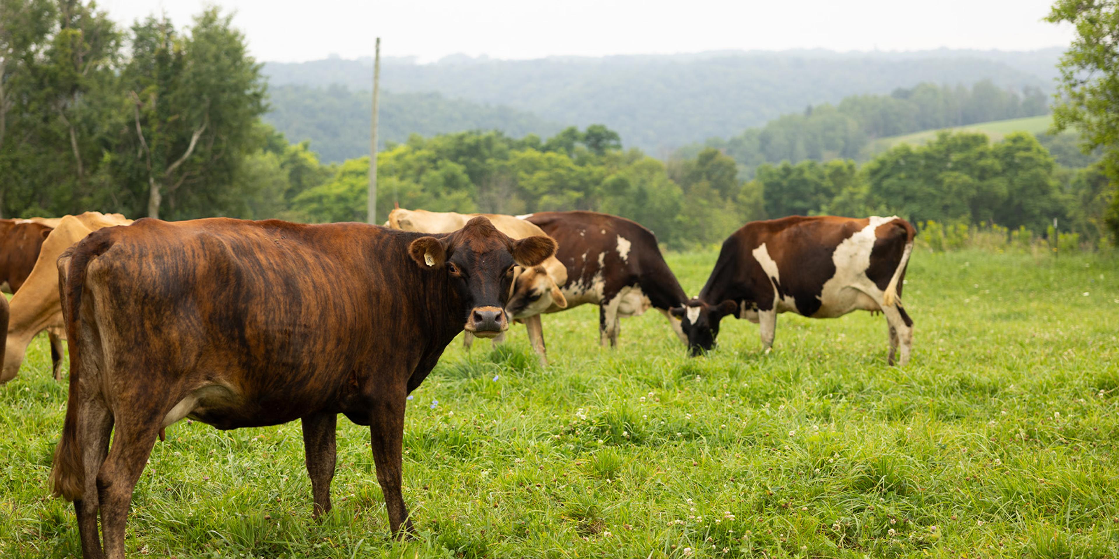 Cows on pasture at an organic farm in Wisconsin.