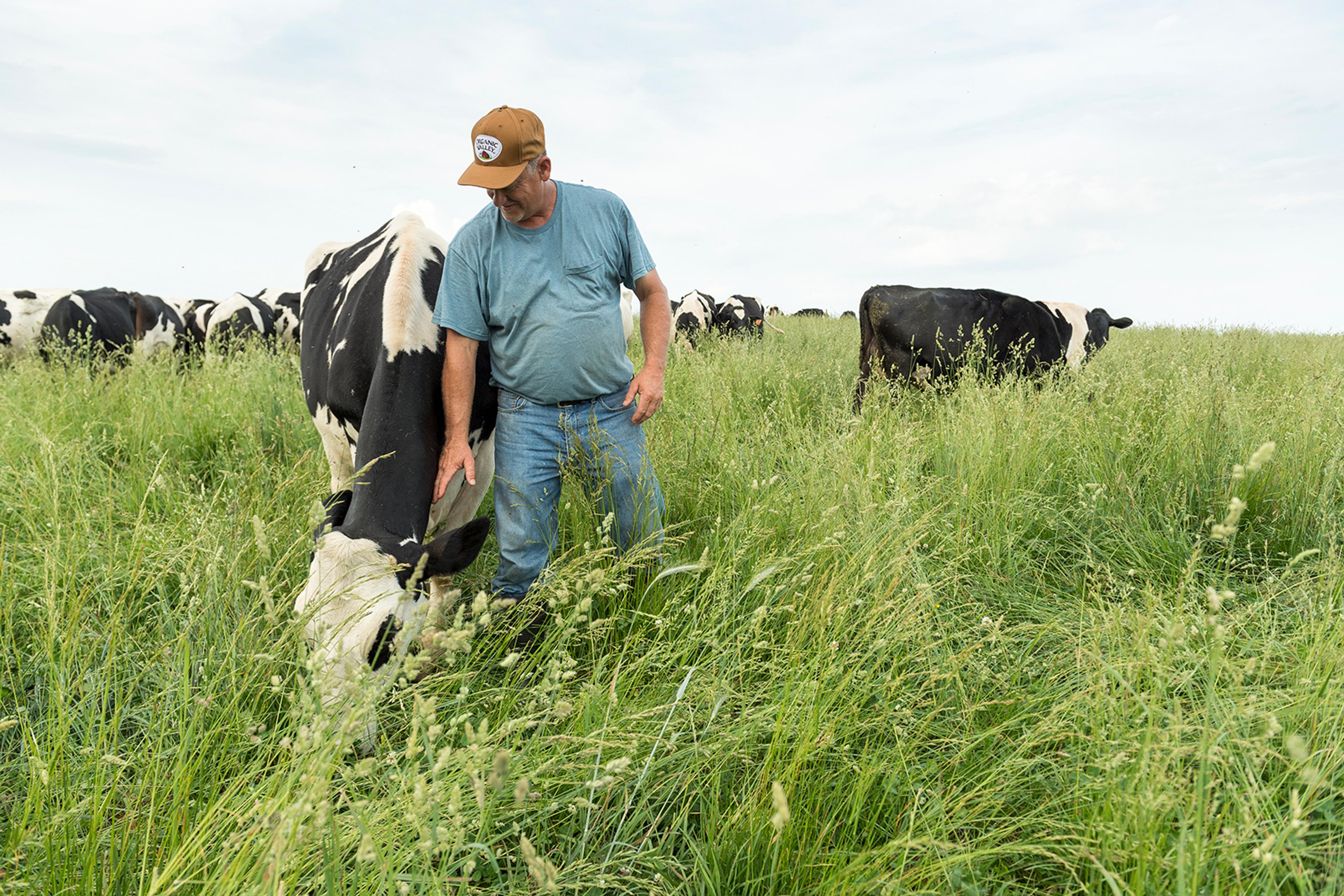 A farmer pats a cow with its head down in long pasture grass.