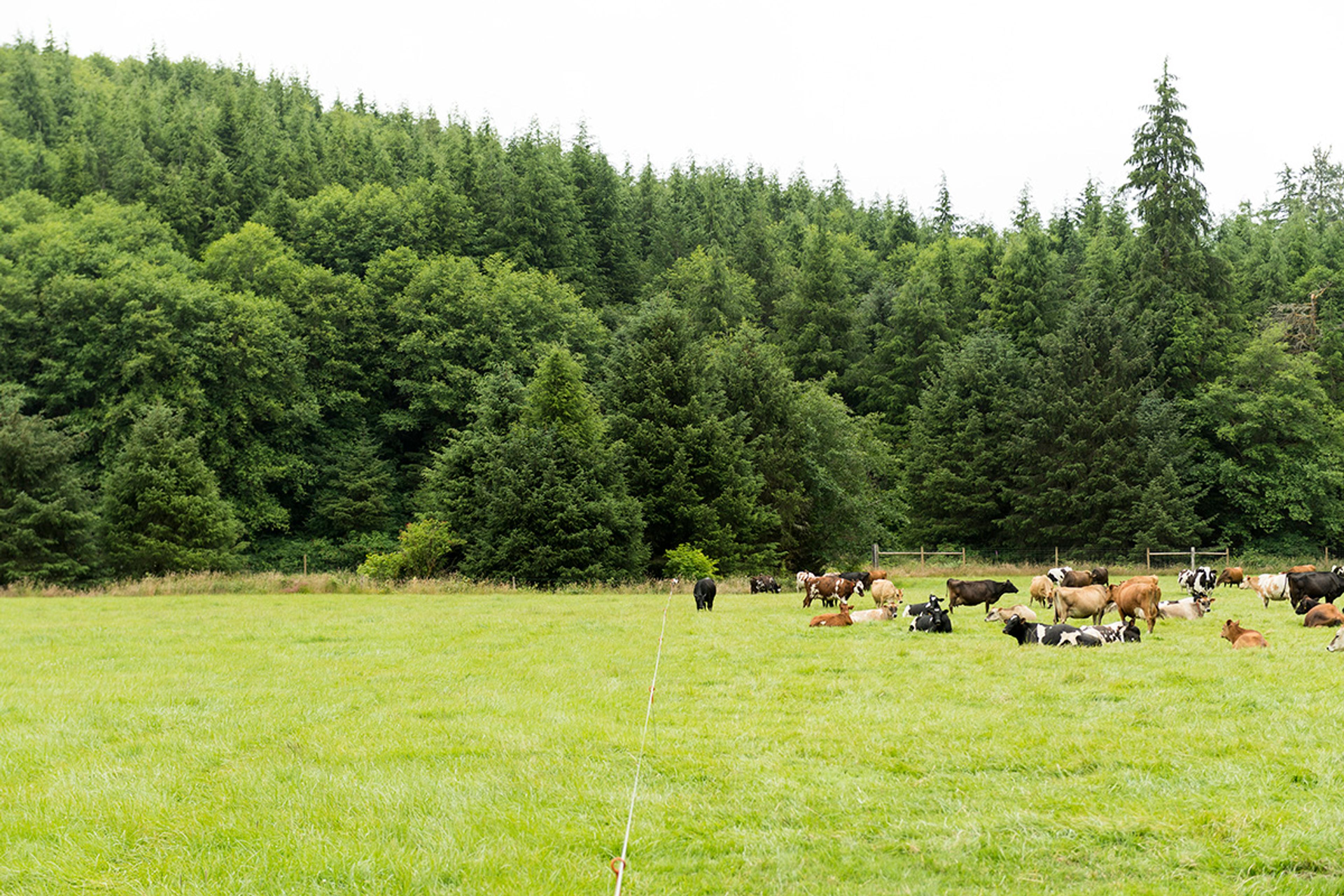 Some cows browse pasture while others take a rest.