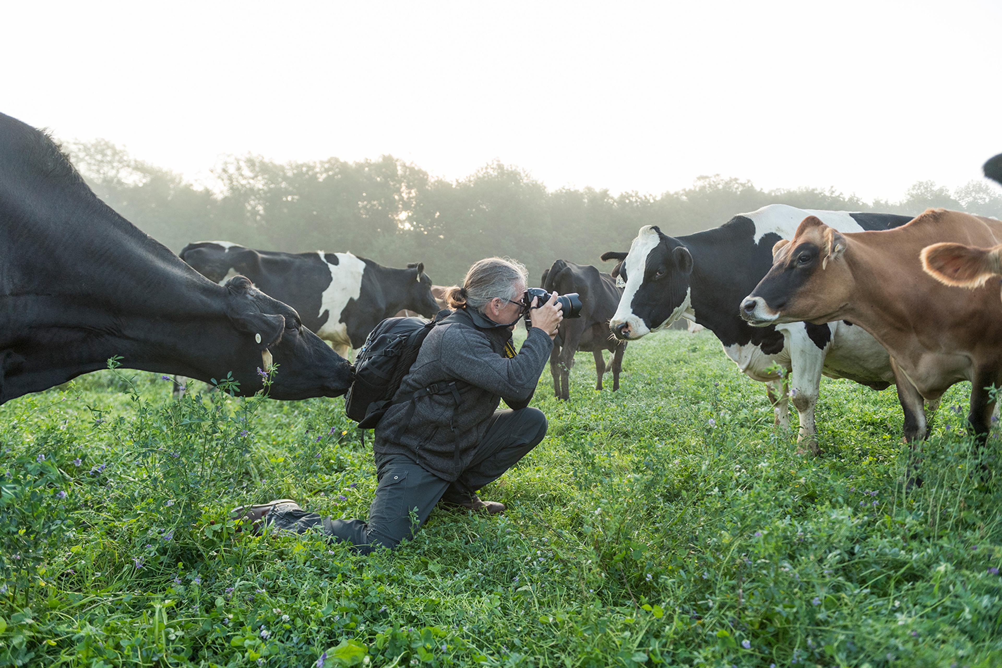 A curious cow sniffs at the photographer's backpack while he's taking a picture in a different direction.