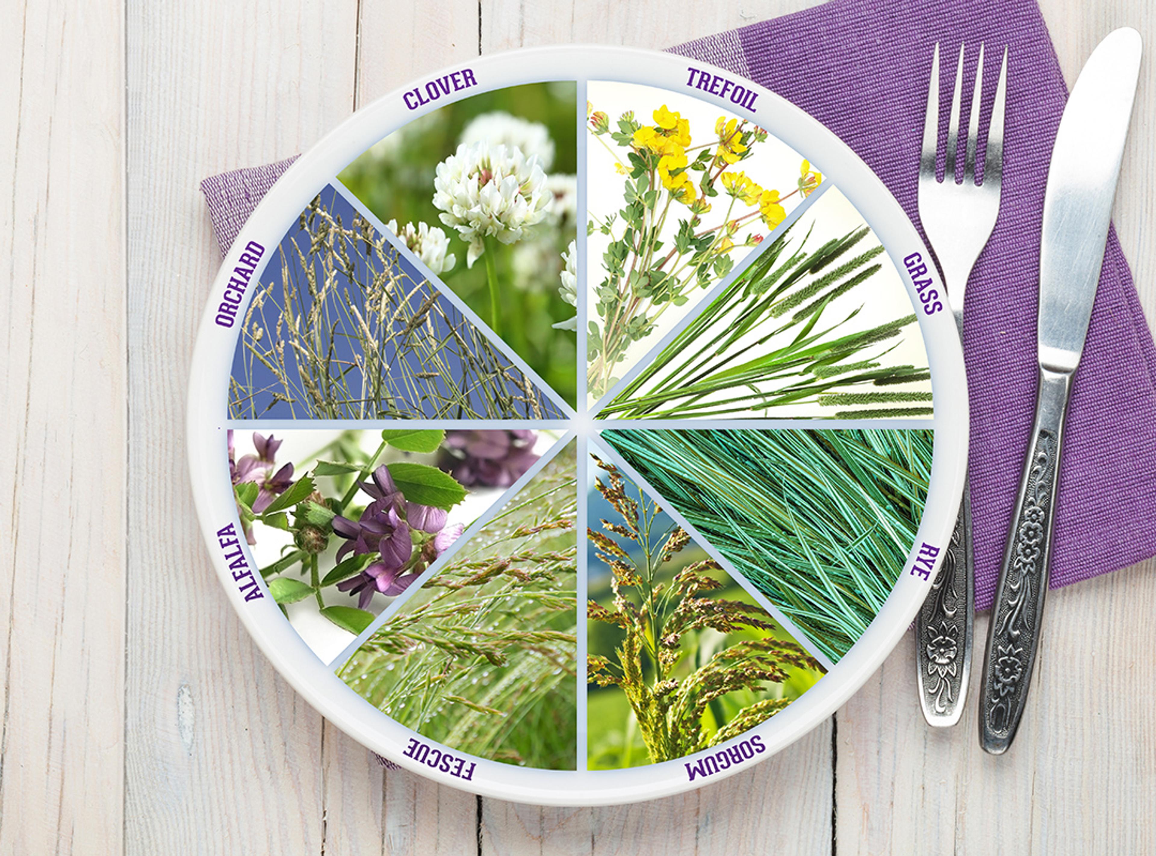 A graphical image of a plate with various pasture grasses represented in a pie-slice pattern.