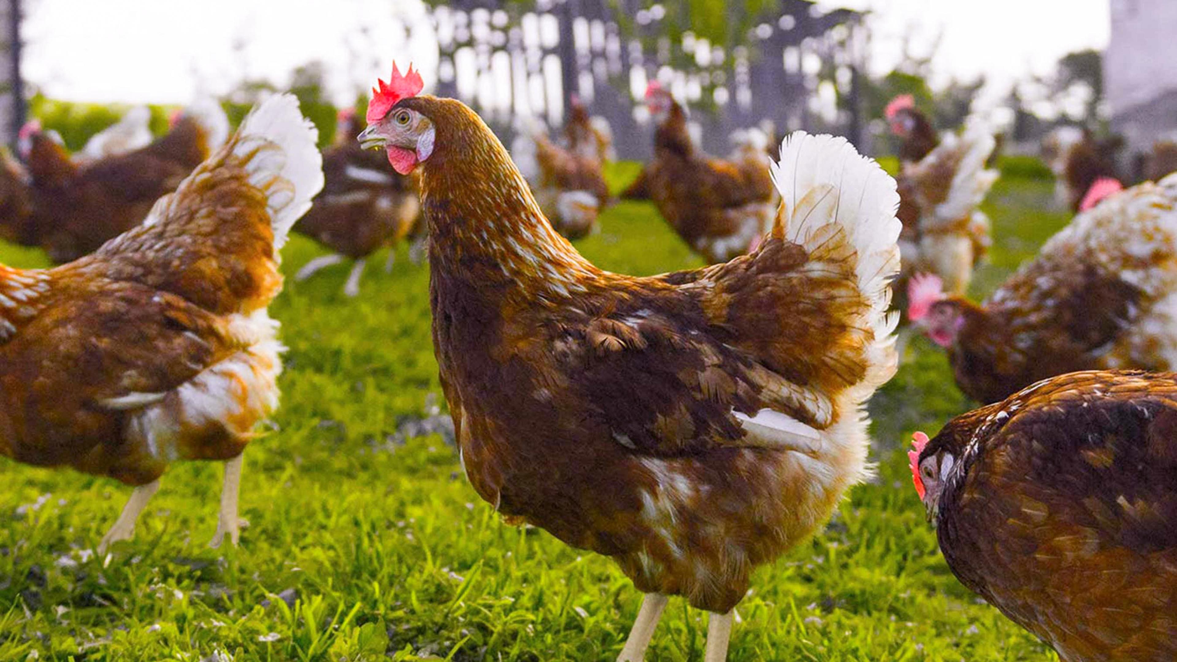 Chickens grazing on an Organic Valley family farm