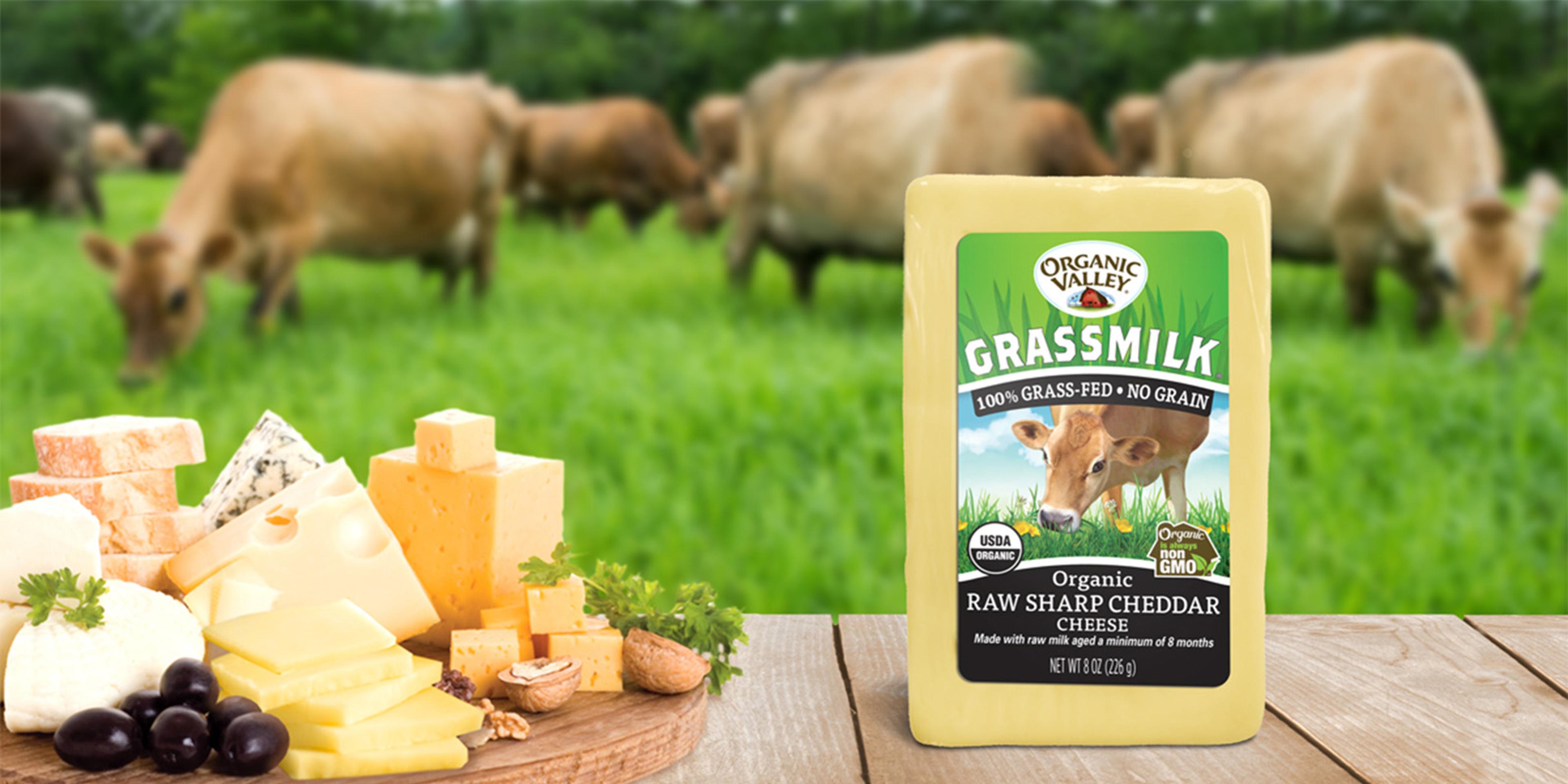 Grassmilk? cheese on a table in a pasture with cows.