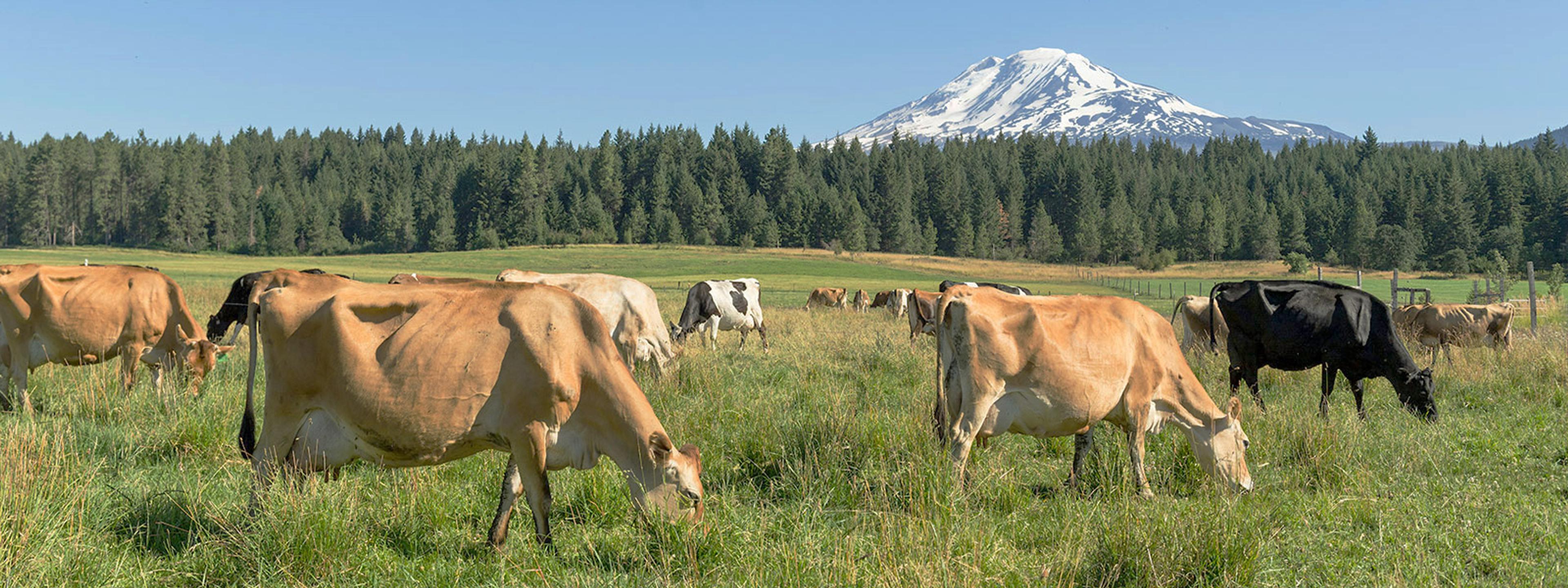 Jersey cows graze with a view of a snow capped mountain in Washington.