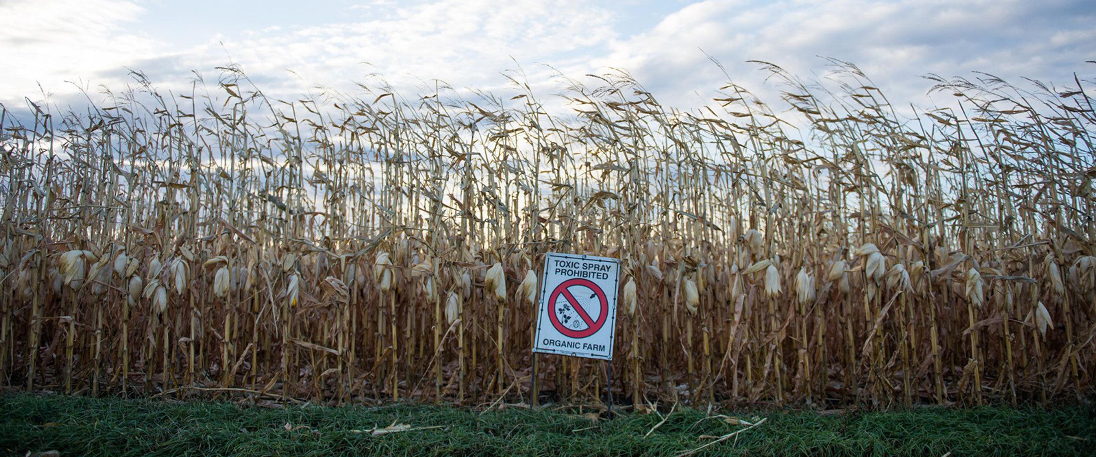 A sign saying toxic spray prohibited is by an organic corn field.