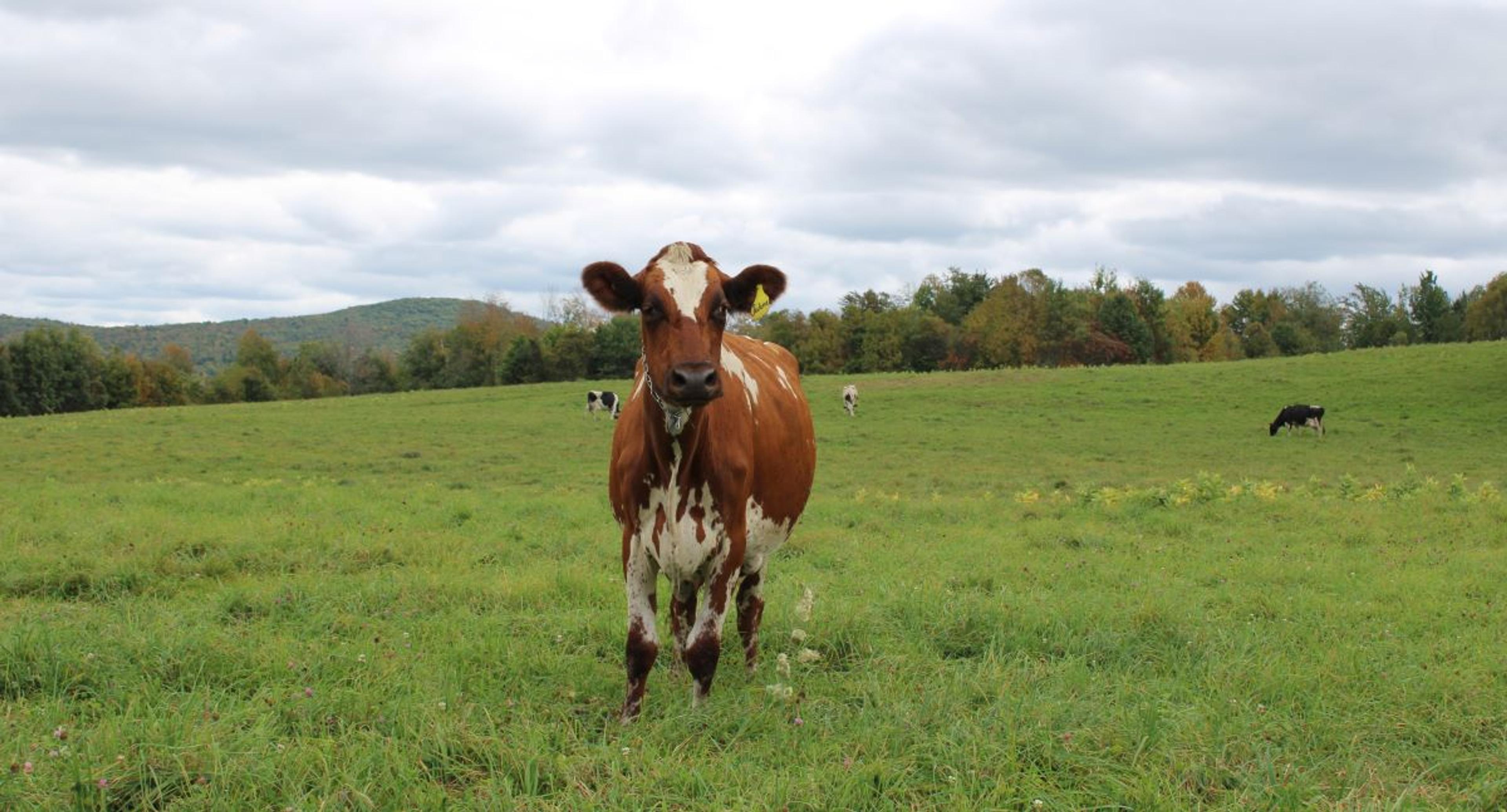 A cow stands in the foreground with cattle grazing behind.