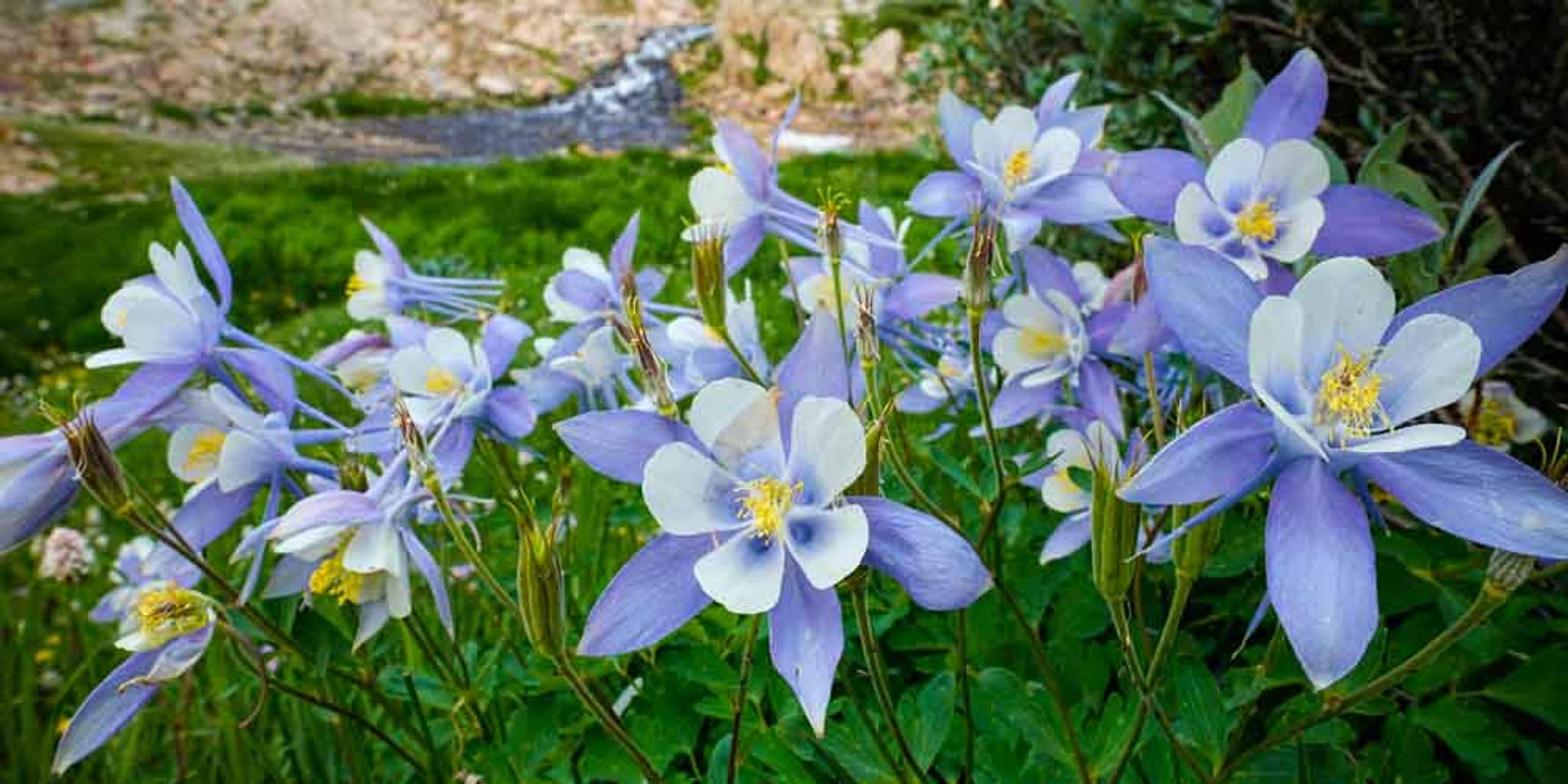 Columbine in a meadow with a river in the background. 