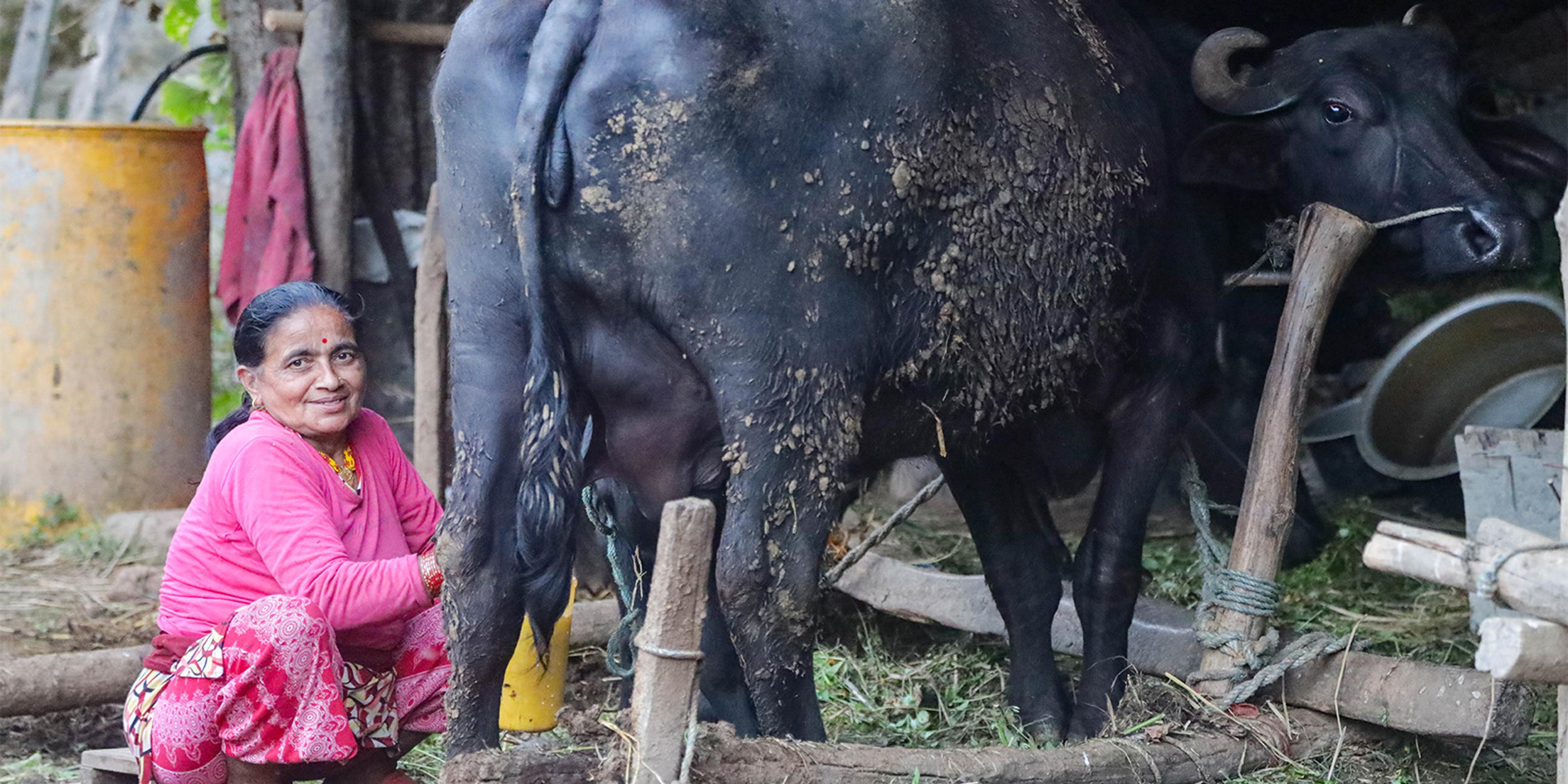A woman milks an oxen in Nepal.