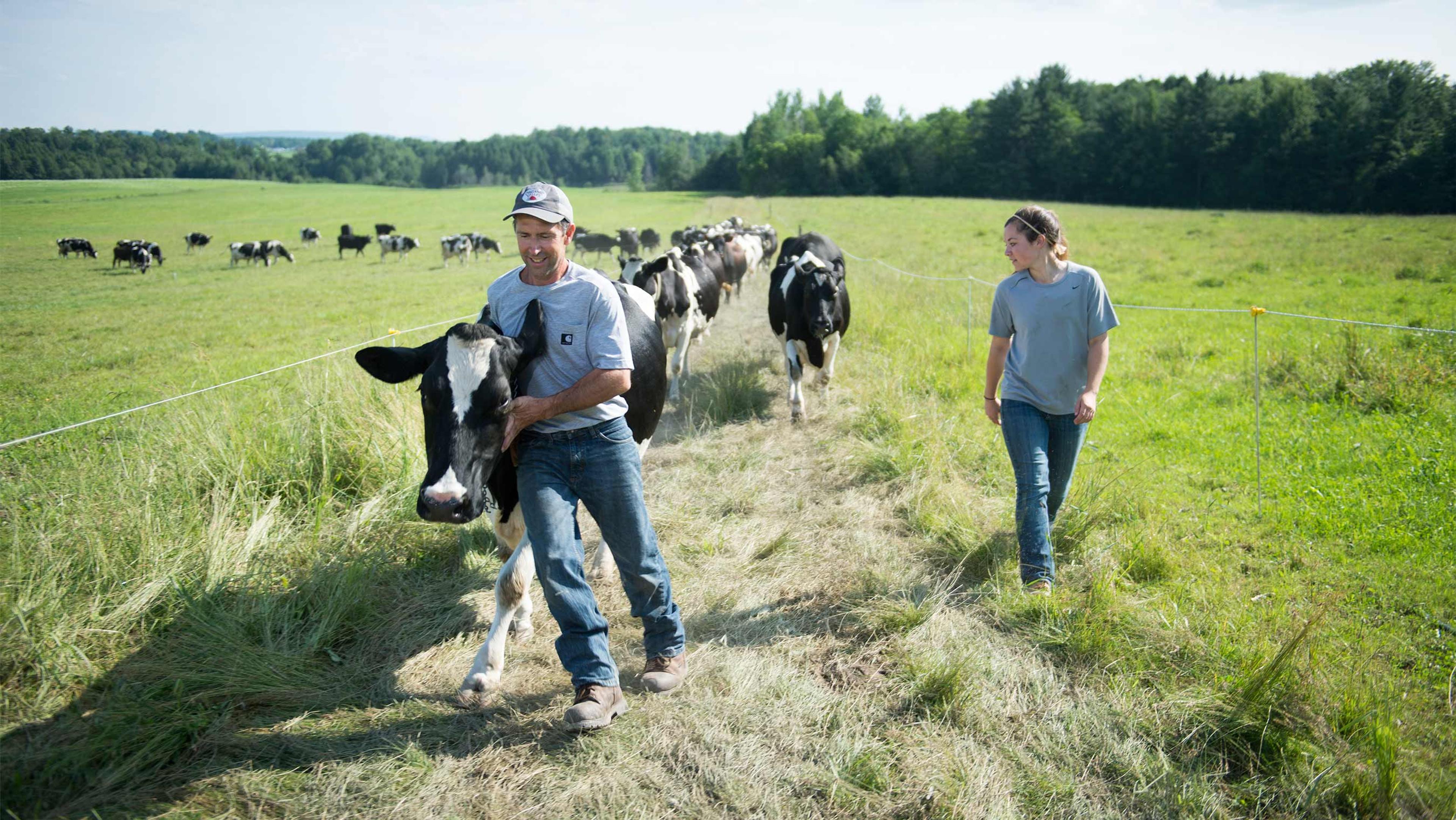 Cows walking out to the pasture on the Choiniere's Organic Valley family farm