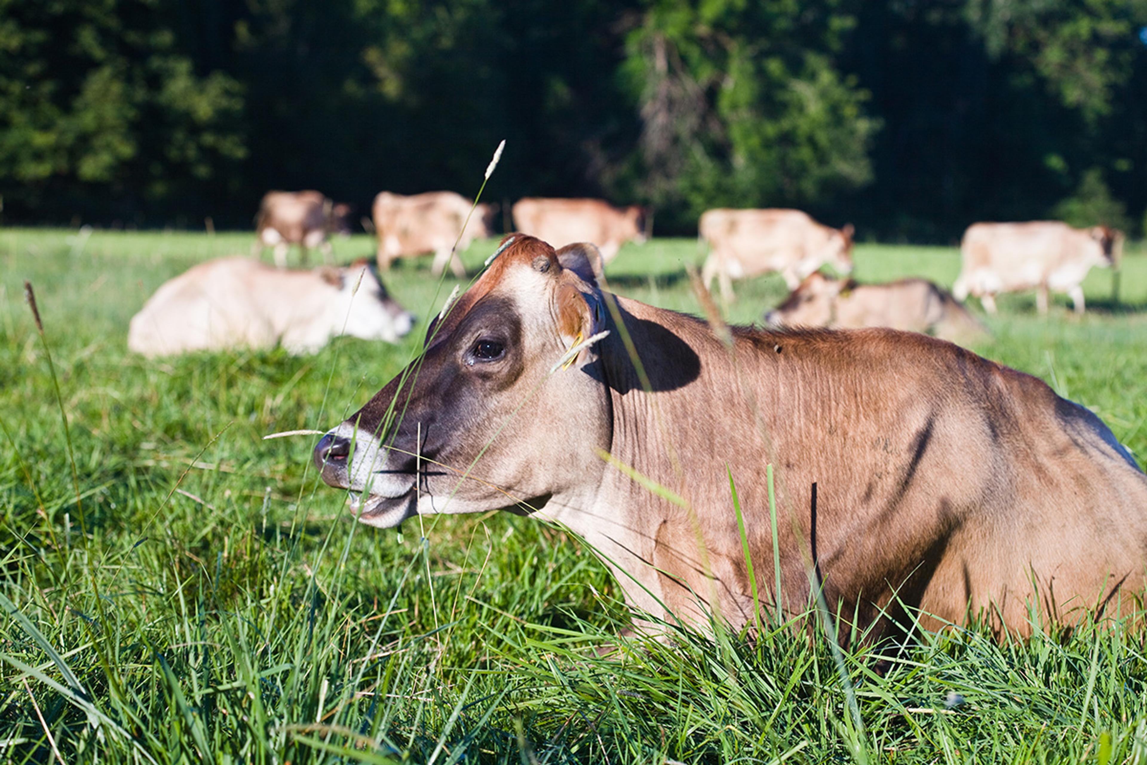 Cow lays in the pasture on the Bansen farm in Oregon.