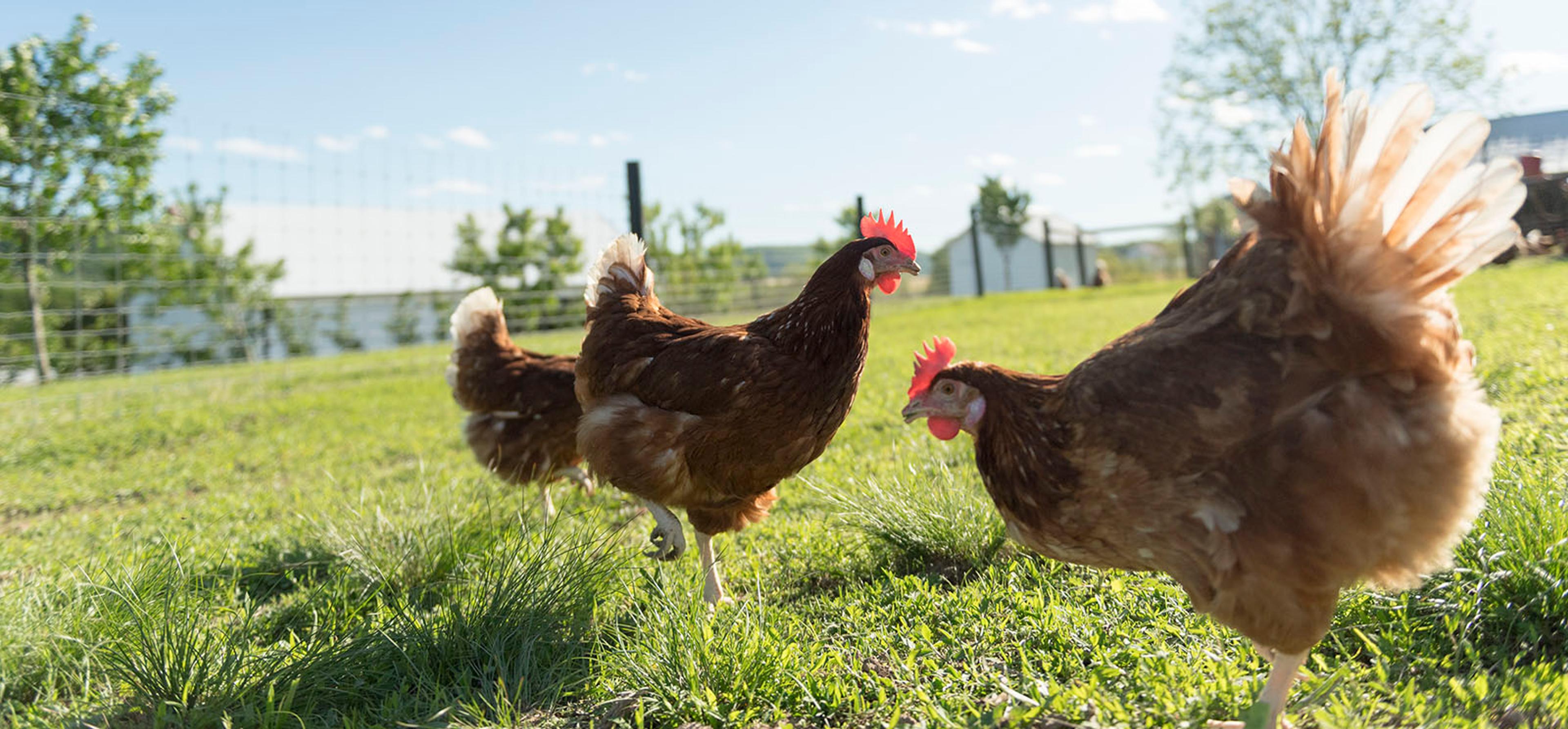 A brown organic chicken struts her stuff in a green pasture among her feather-mates