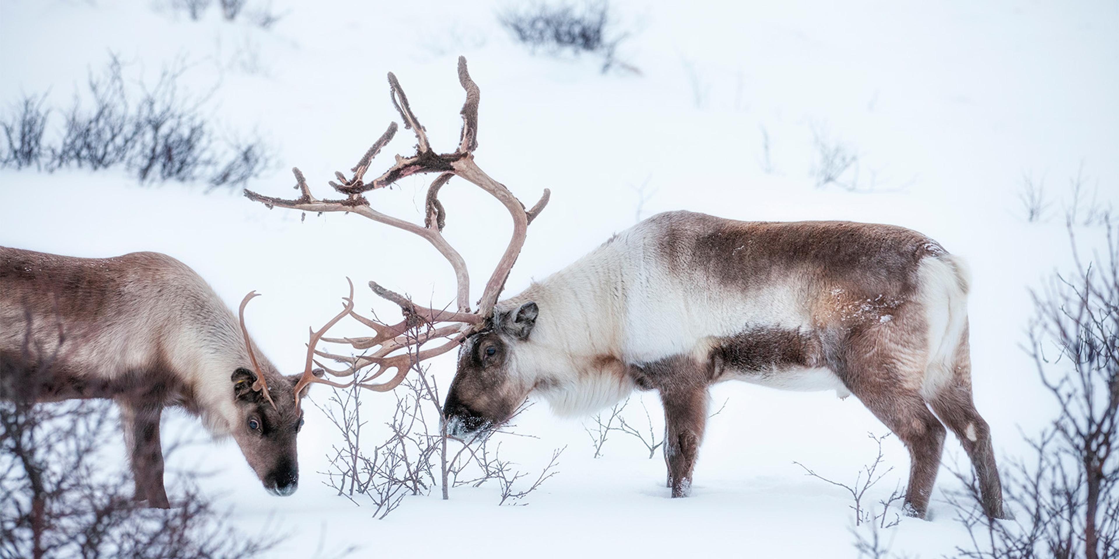 Reindeer look for food in the snow.